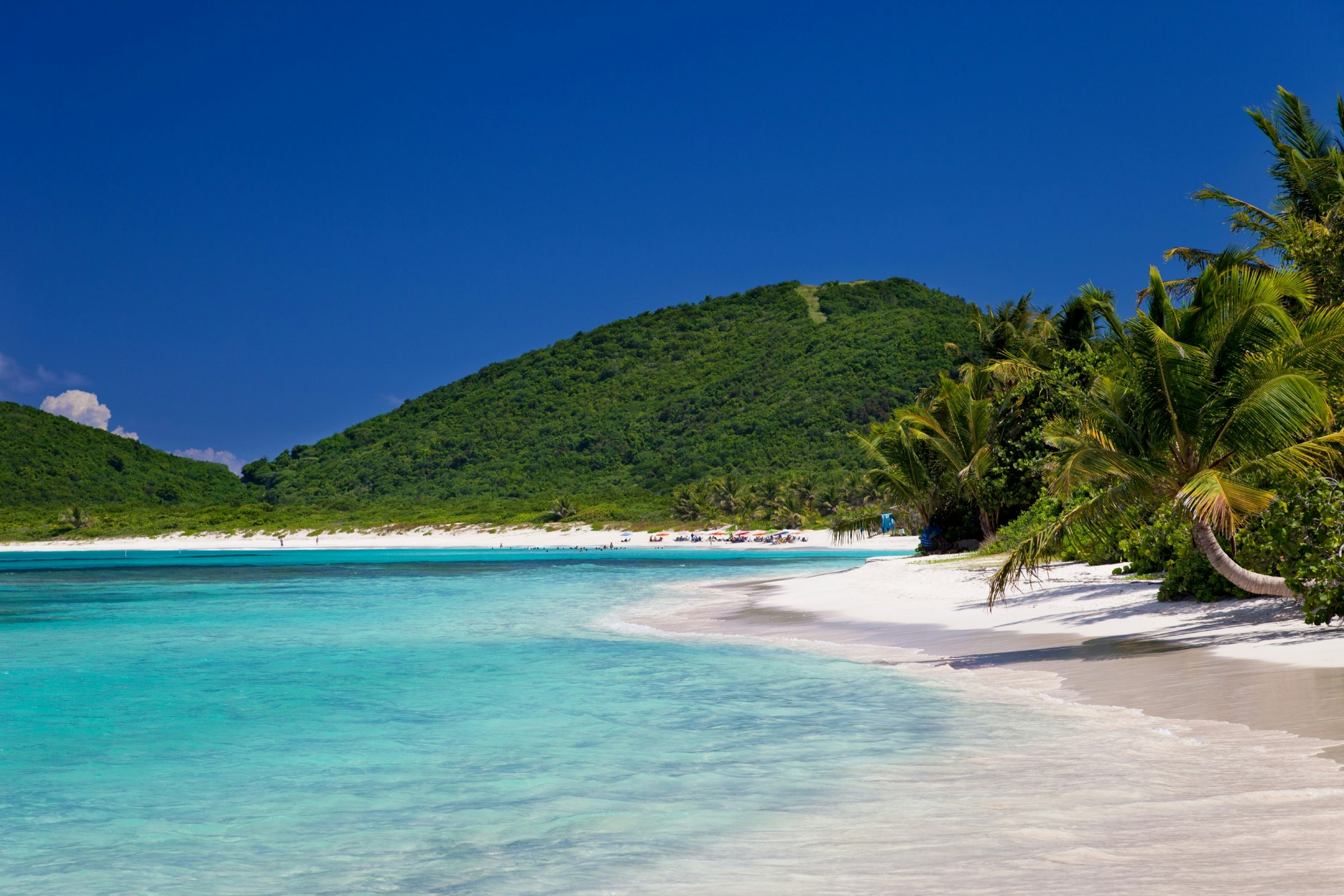 Coconut palm trees at Playa Flamenco (Flamenco Beach) on Isla Culebra, Puerto Rico 