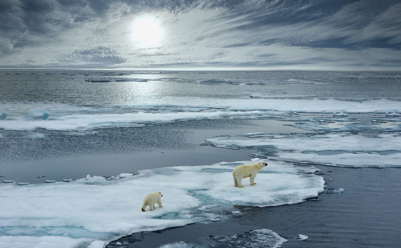A polar bear and cub walk on ice floe in Norwegian arctic waters in Svalbard.