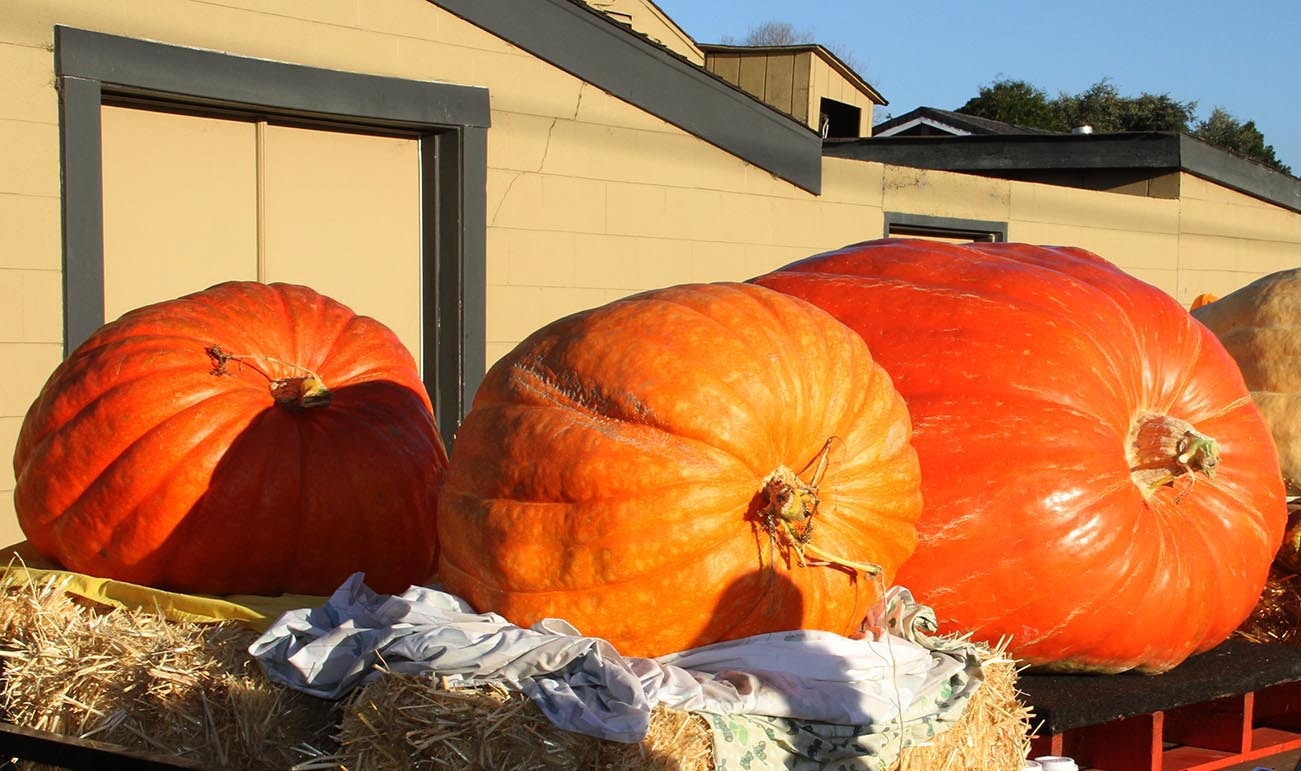 A trio of very large pumpkins rest on a tractor trailer covered in hay; pumpkin events US