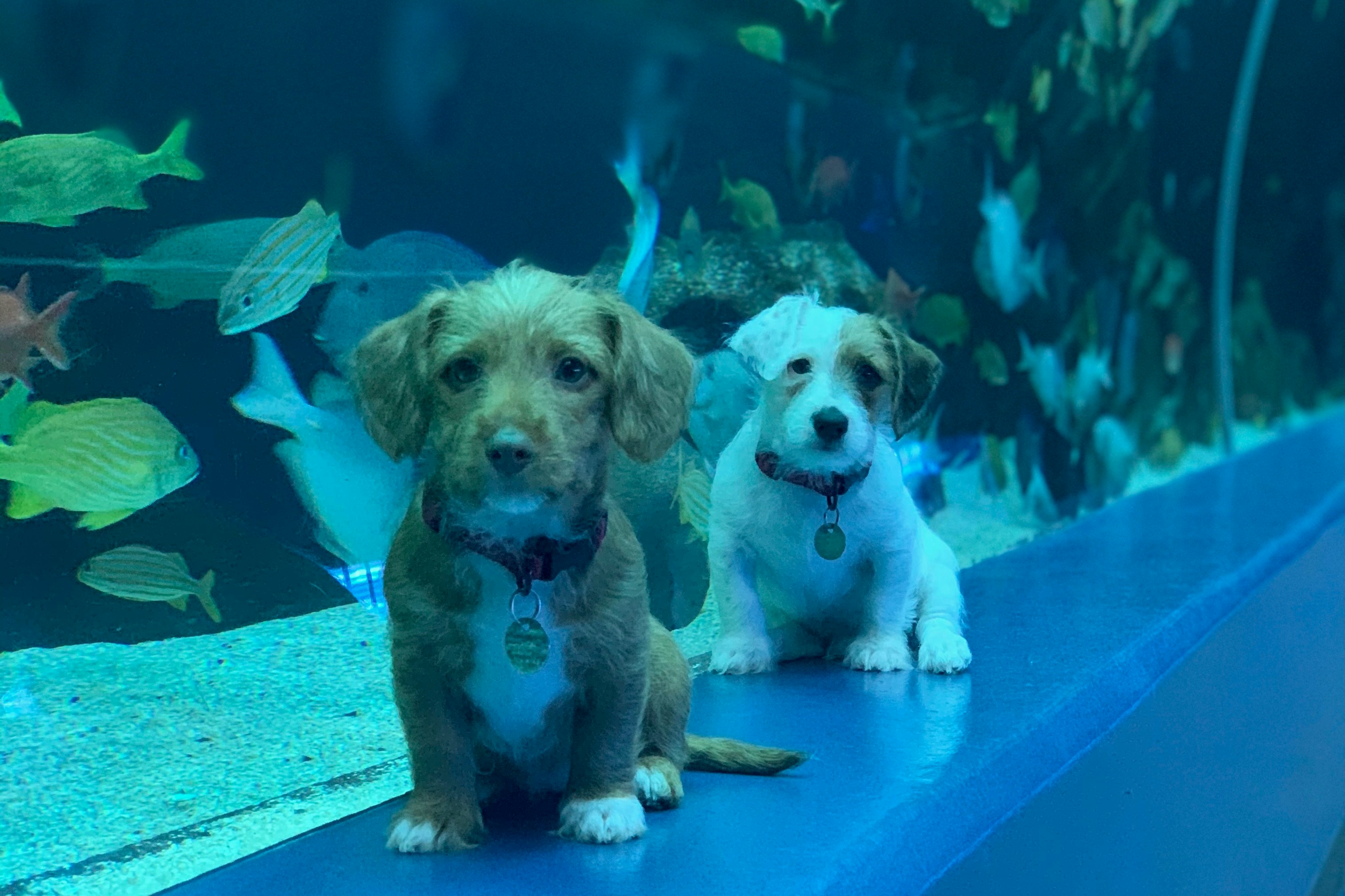 Two puppies from the Humane Society in front of a tank at the Georgia Aquarium