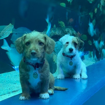 Two puppies from the Humane Society in front of a tank at the Georgia Aquarium