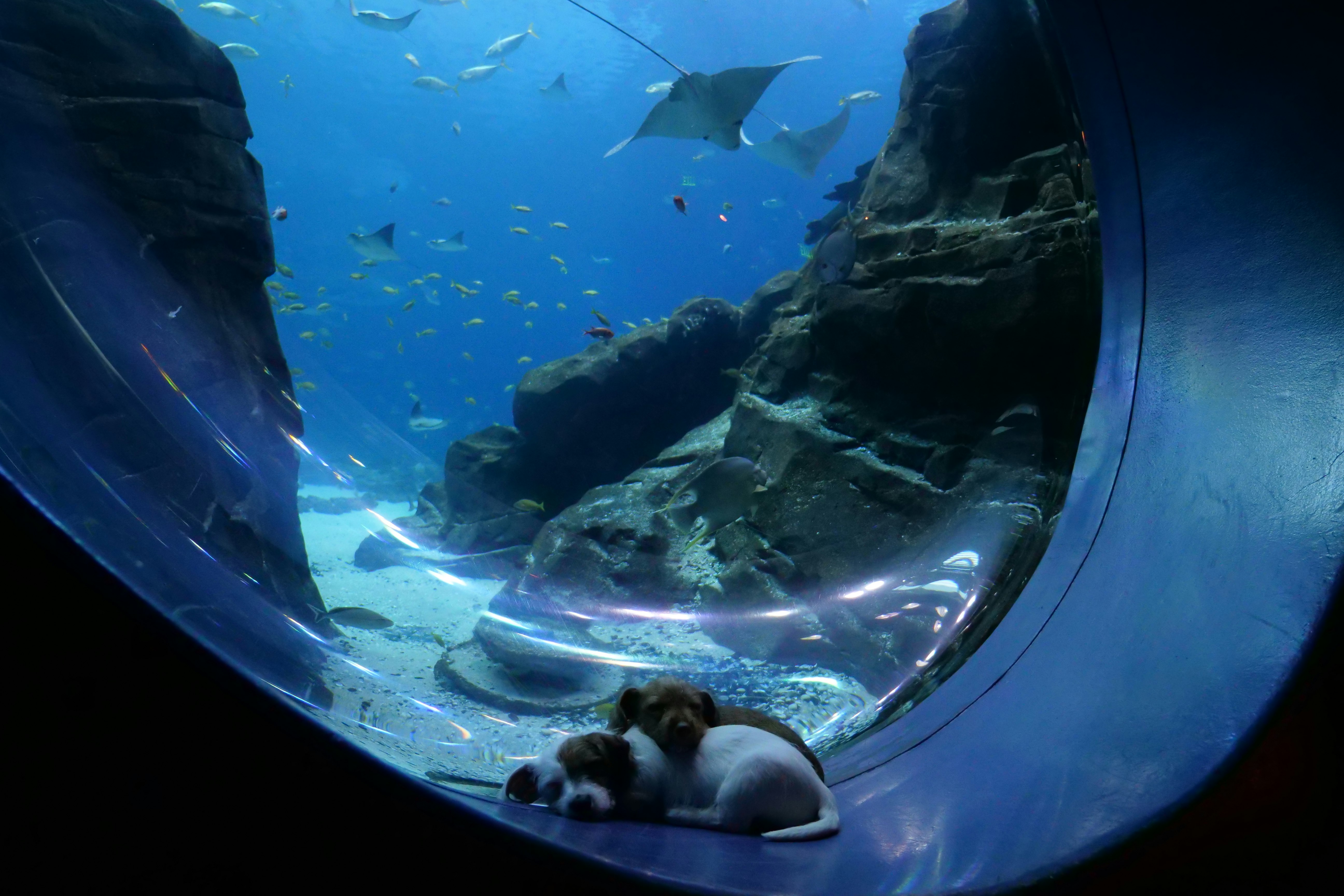 Two puppies asleep in front of a tank at the Georgia Aquarium