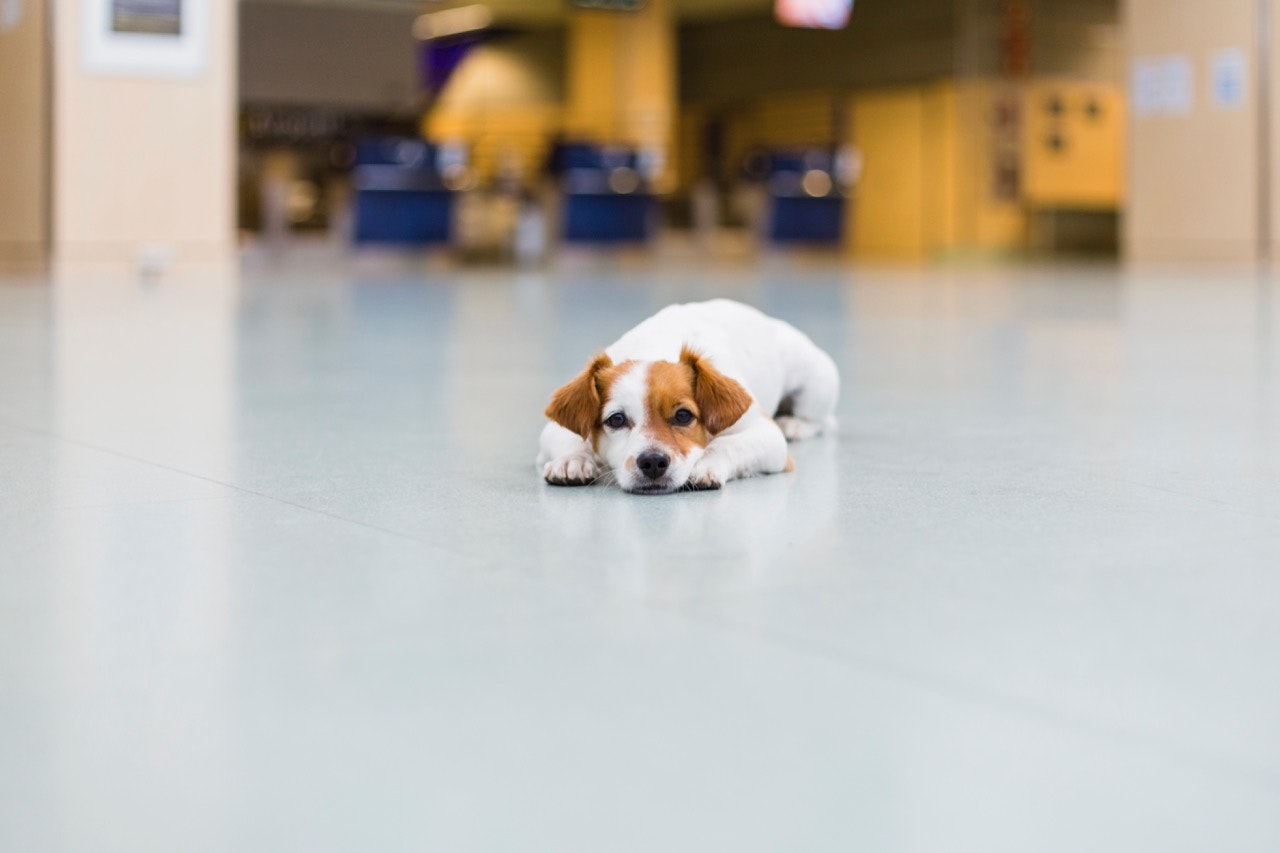 A puppy lying on the floor of the airport