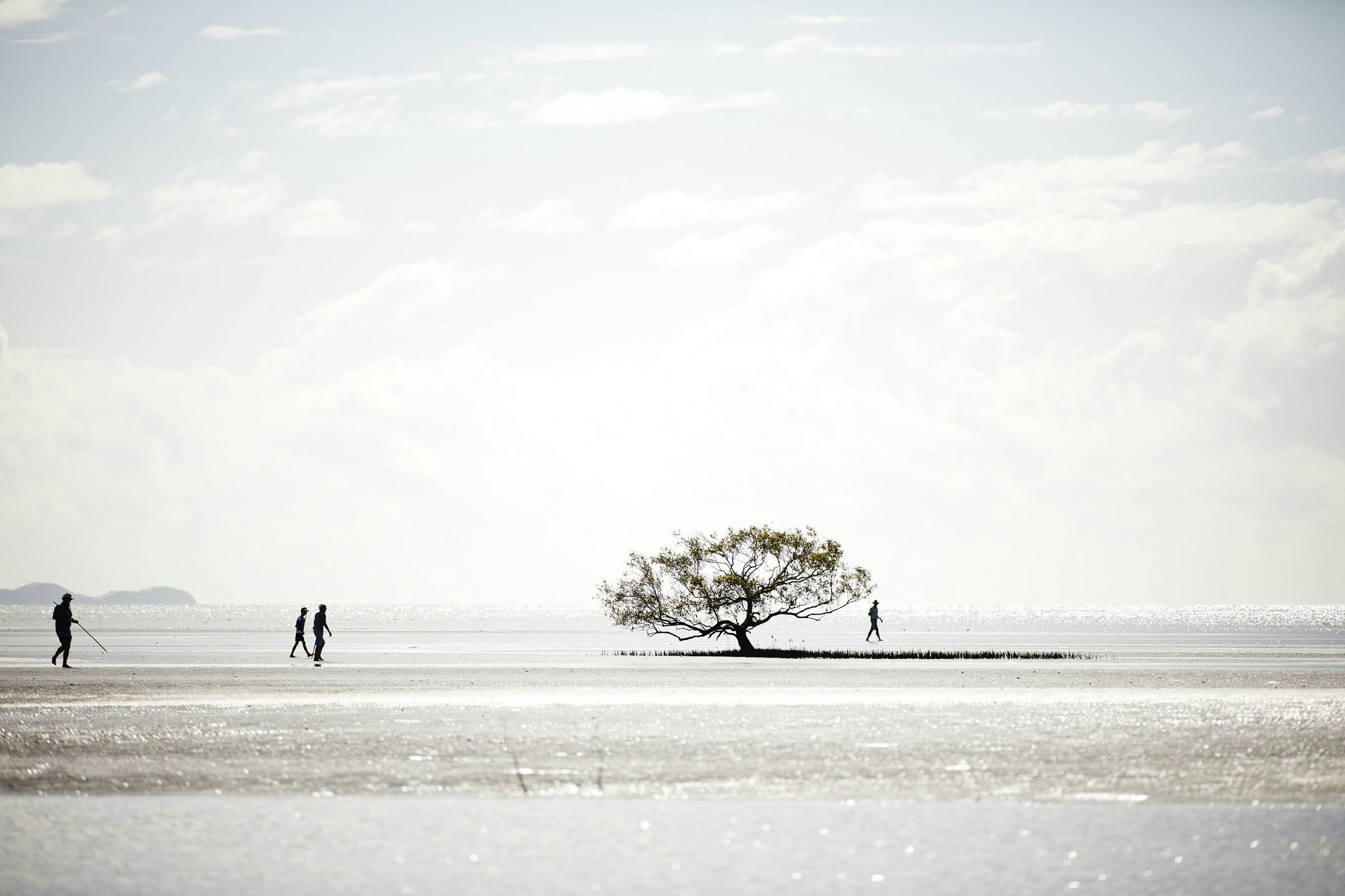 Crabbers walk with their poles around a single tree on Cooya Beach