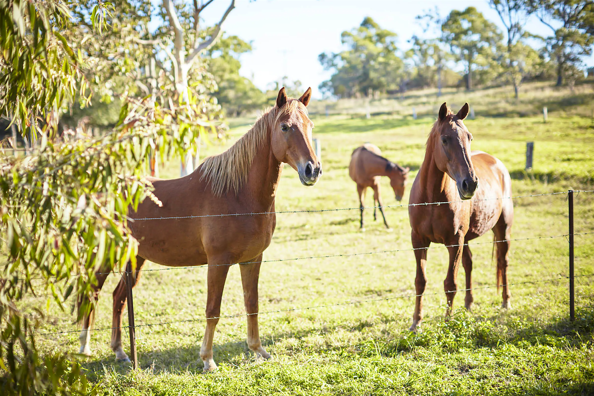 Horses Wetherby Station Queensland Australia Horses look over a fence at Wetherby Station