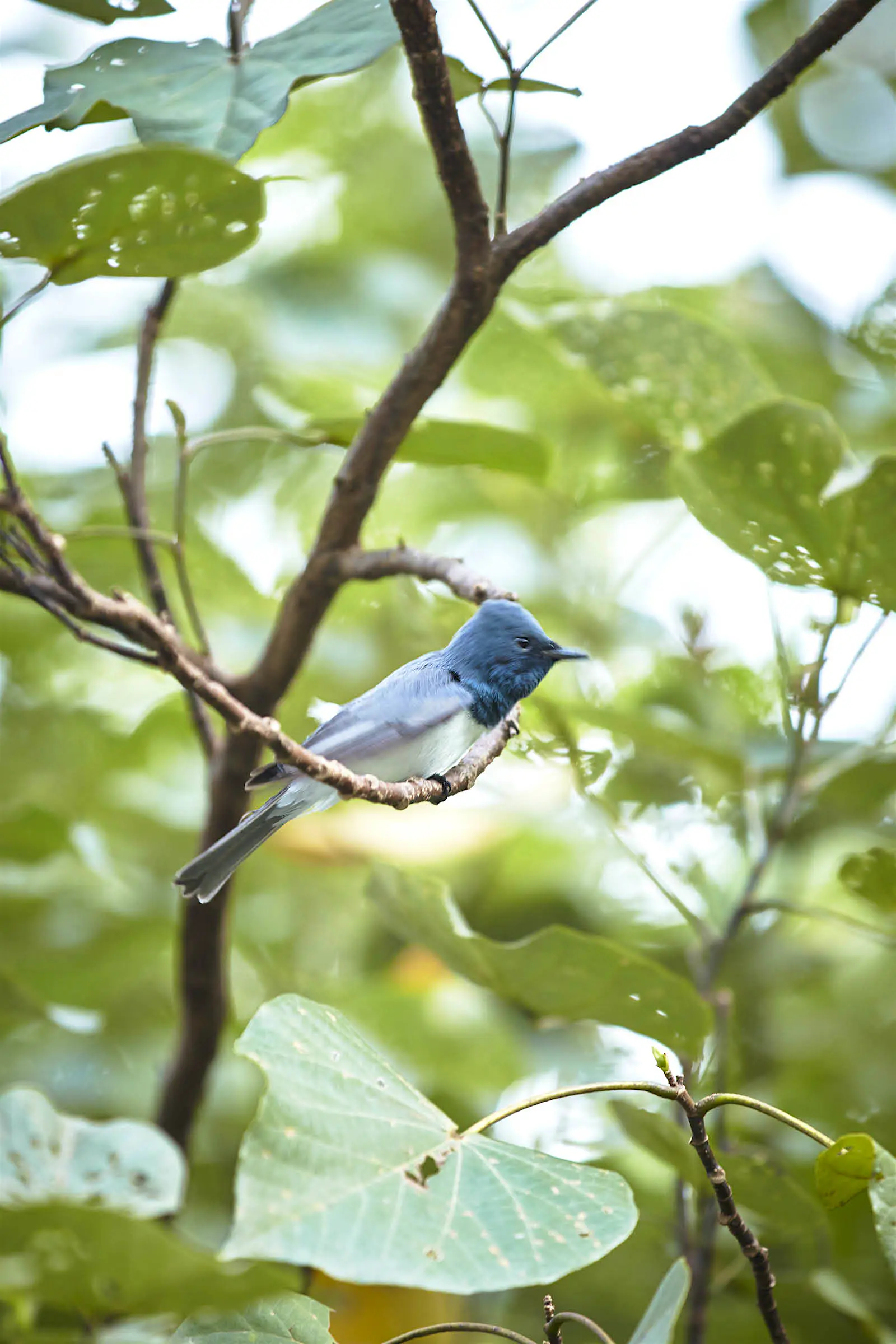 Leaden flycatcher Queensland Australia Leaden flycatcher with blue head, white belly and grey wings