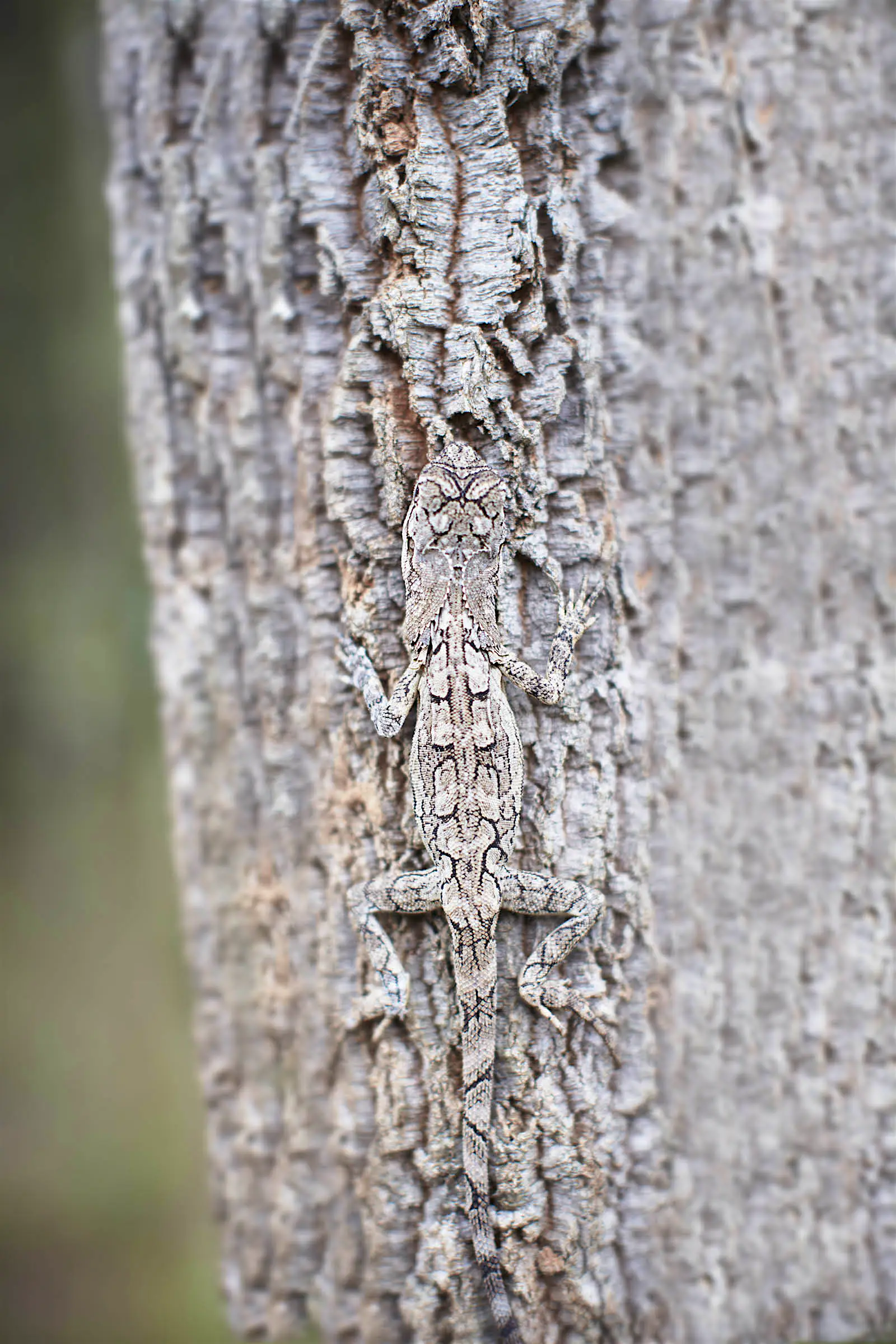 Frilled dragon lizard Queensland Australia A frilled dragon lizard camouflaged against a tree's grey bark