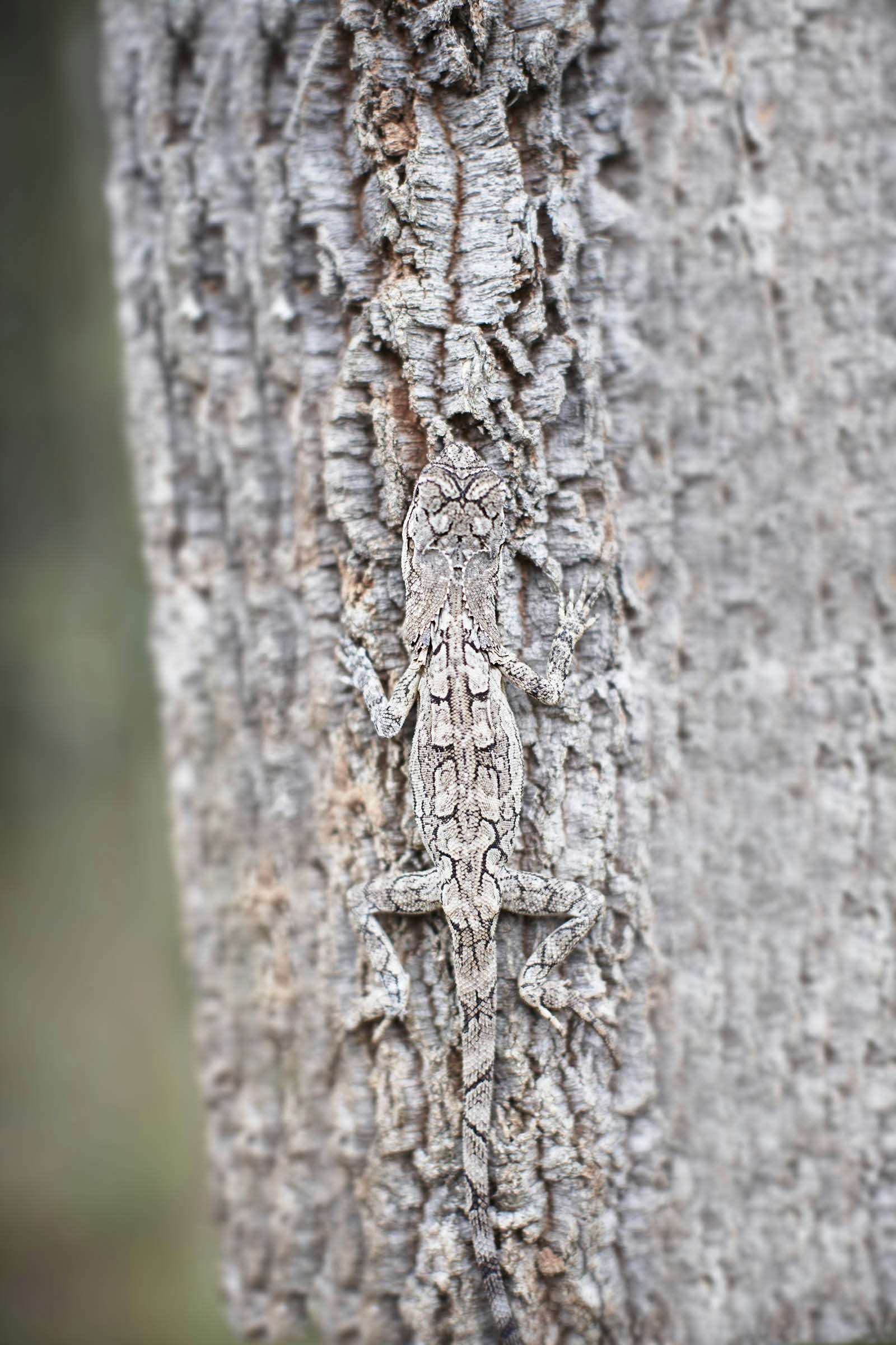 A frilled dragon lizard camouflaged against a tree's grey bark