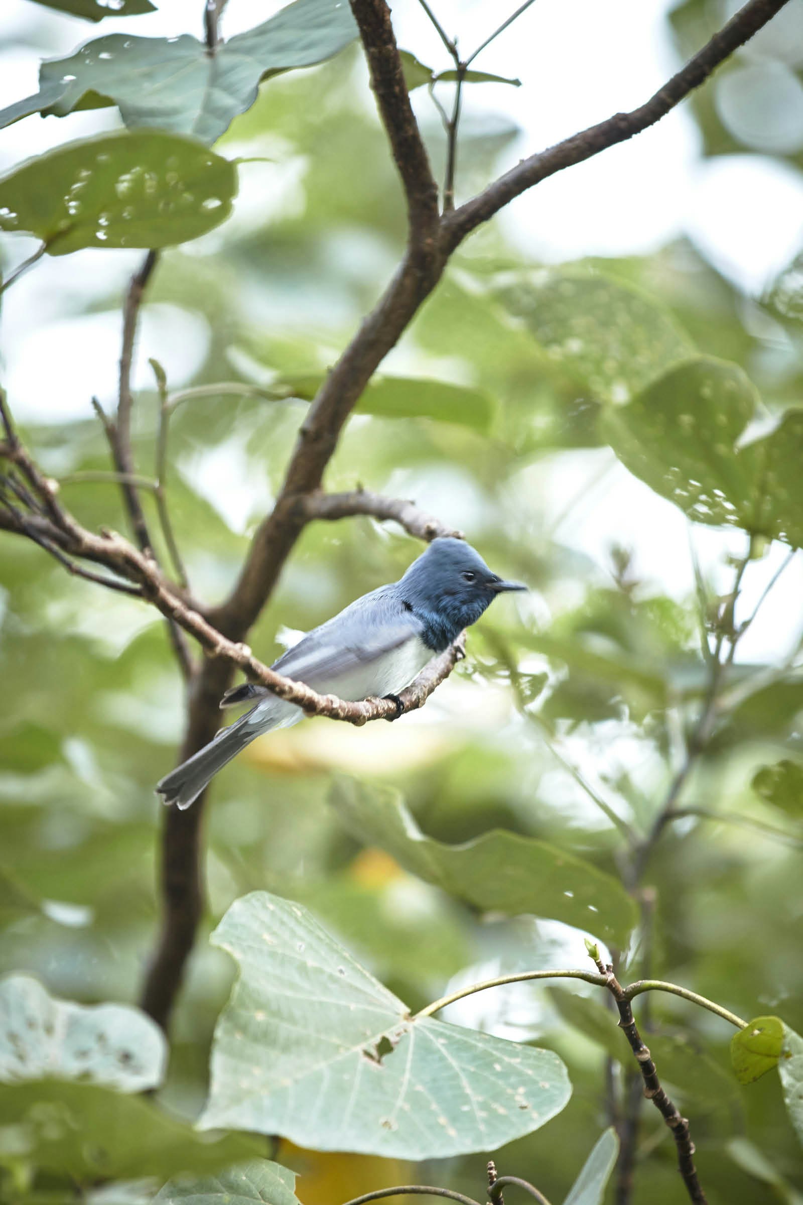 Leaden flycatcher with blue head, white belly and grey wings