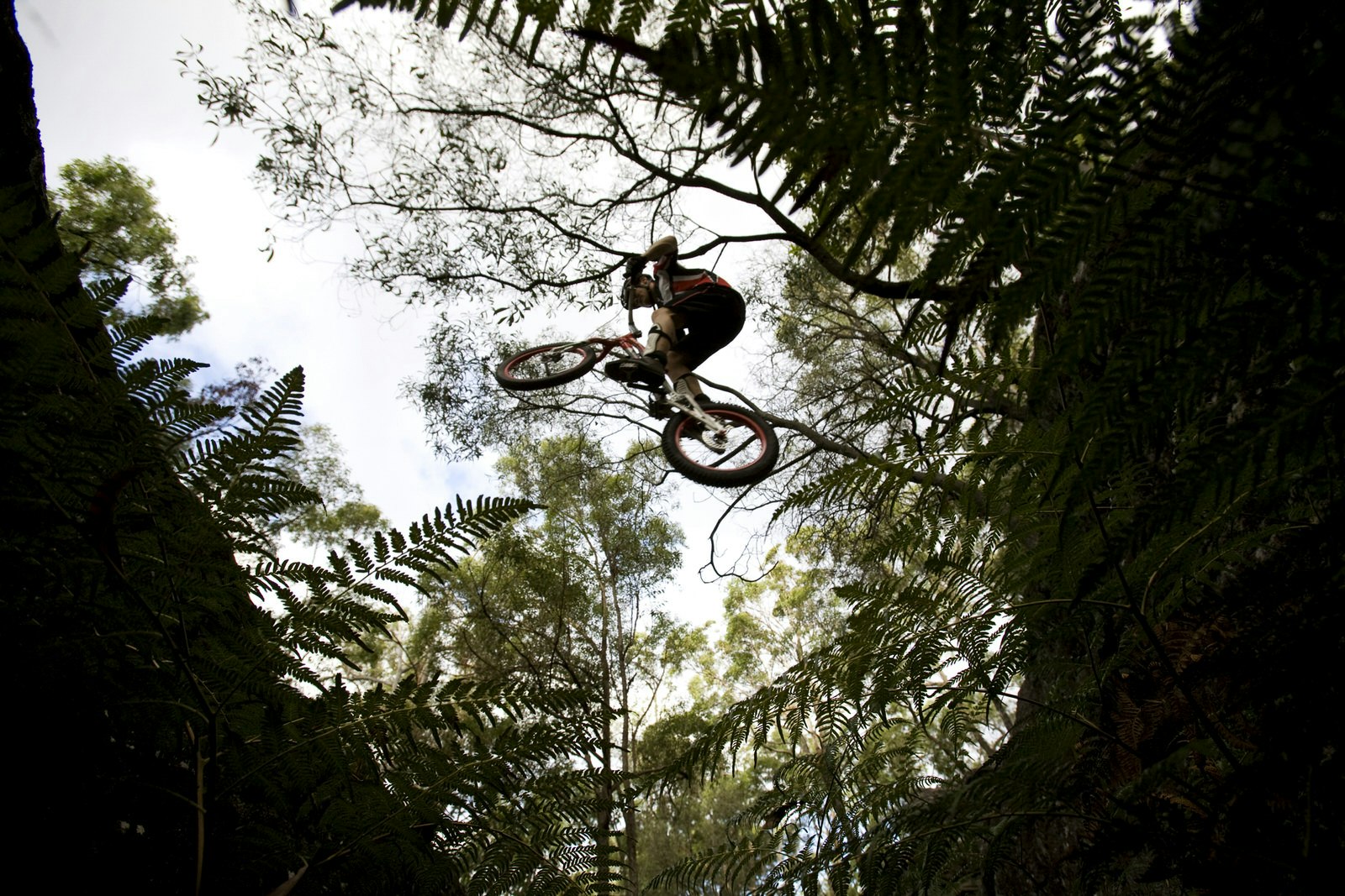 A mountain biker jumps flies over the camera while jumping a large gap at Toohey Forest, Brisbane; he's silhouetted against the sky, along with ferns and trees., Queensland, Australia