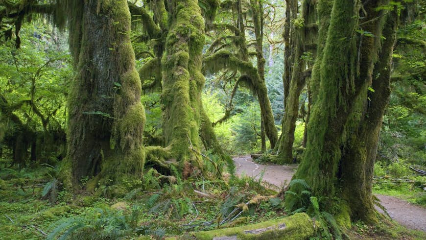 Moss and ferns drip from trees as a road goes through a rainforest in Washington; Quiet parks