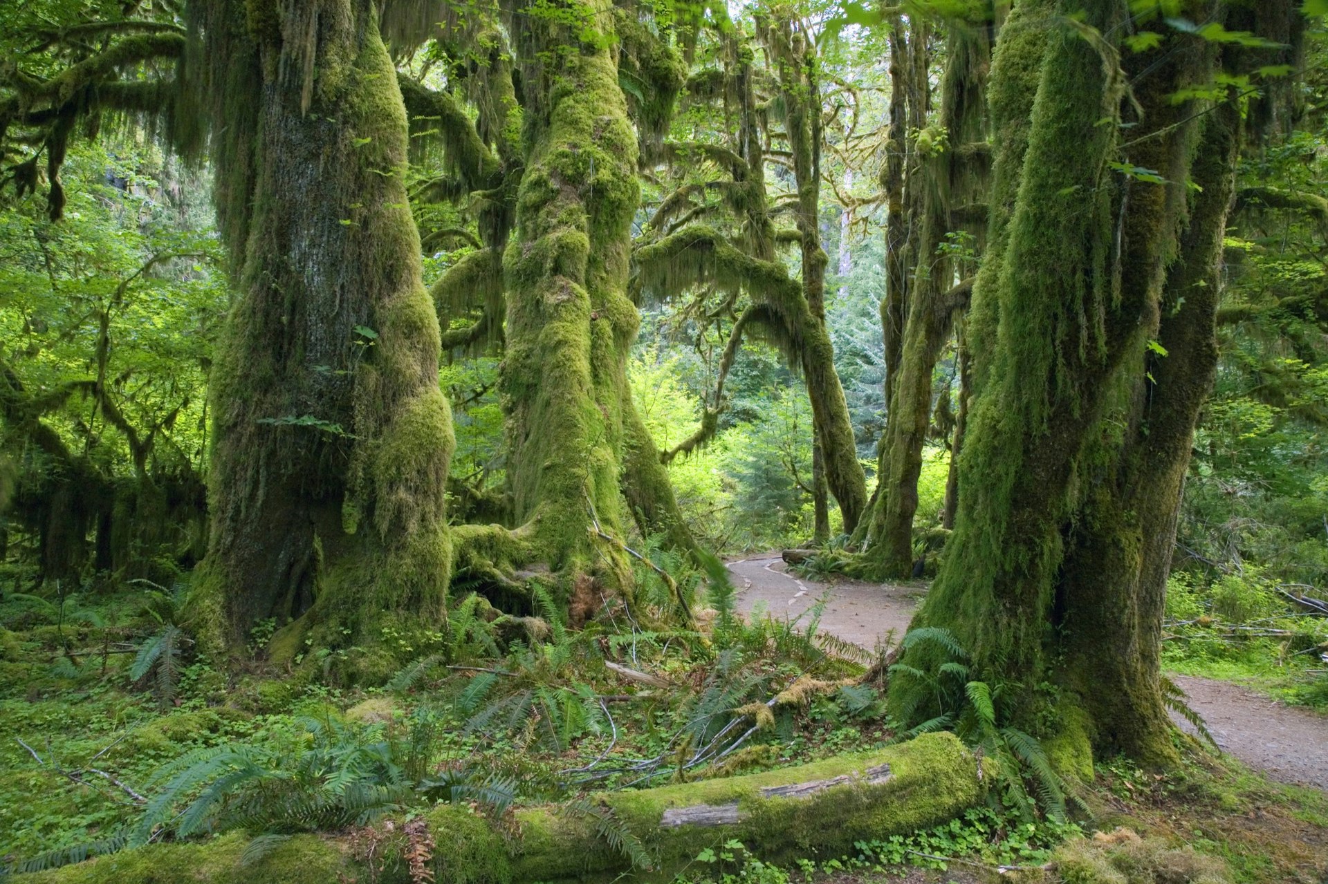 Musgo e samambaias pingam das árvores enquanto uma estrada atravessa uma floresta tropical em Washington;  Parques tranquilos