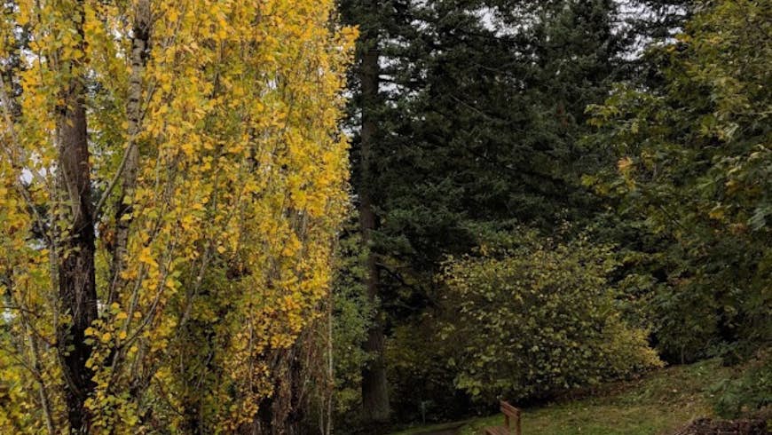 Golden leaves fall from trees next to a wooden bench along a trail in Portland, Oregon; Quiet parks