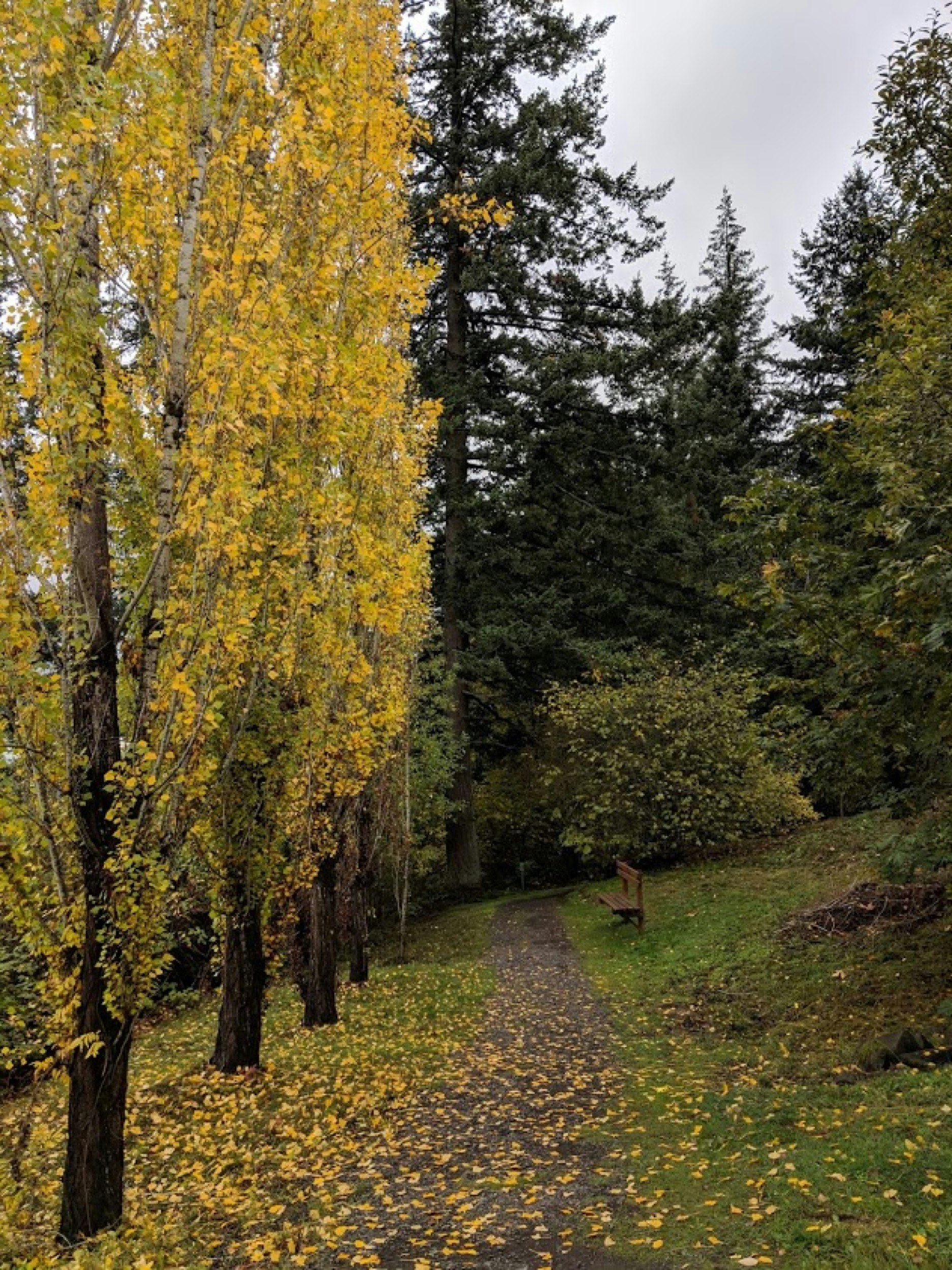 Golden leaves fall from trees next to a wooden bench along a trail in Portland, Oregon; Quiet parks