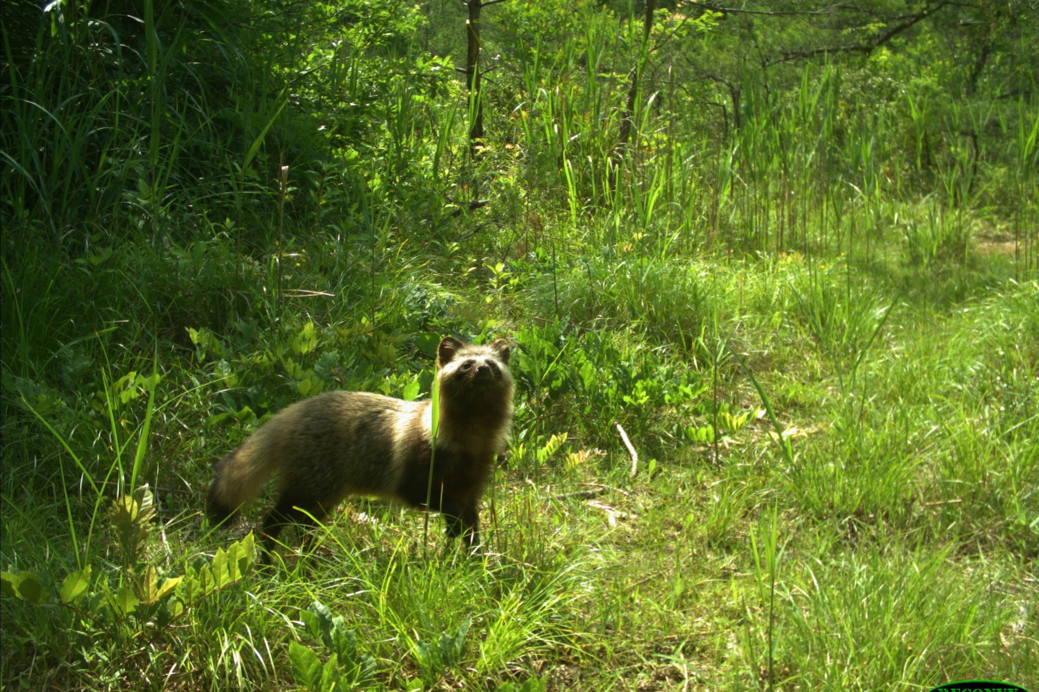 A raccoon dog captured on camera in Fukushima 