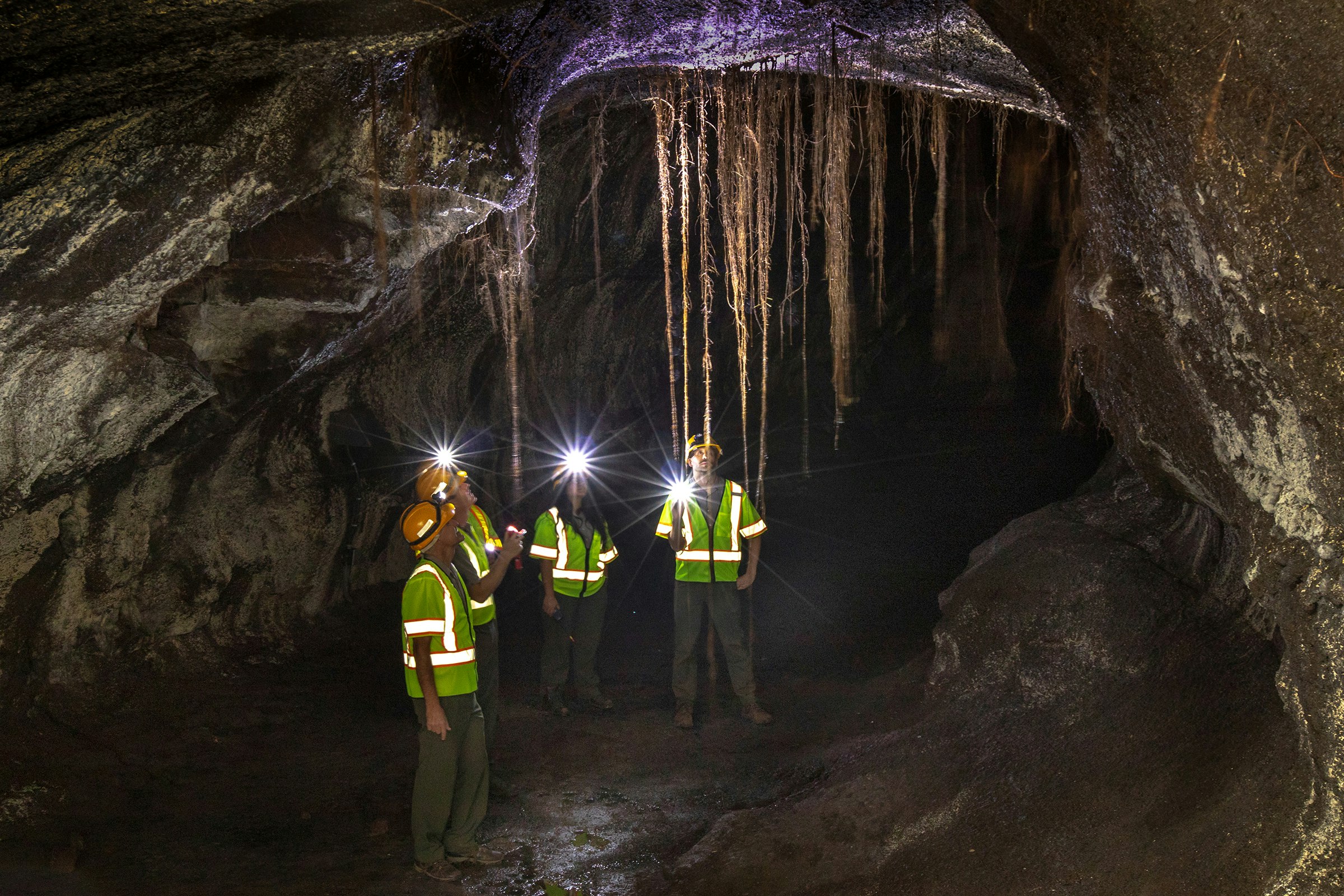 Rangers examine delicate ‘ōhi‘a tree roots