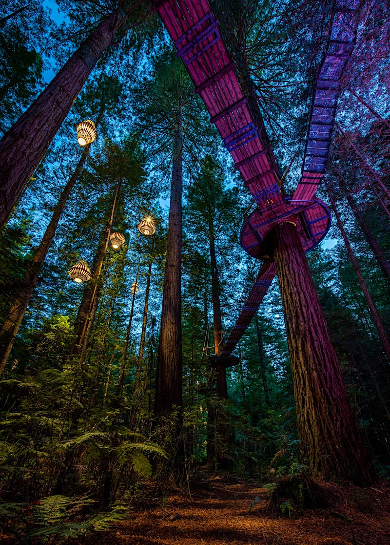 Shot from ground level, this image looks up to towering redwood trees and a series of wooden walkways linking trees high above; there are also massive lanterns hanging from trees. It has a magical quality to it, with the walkways glowing purple.