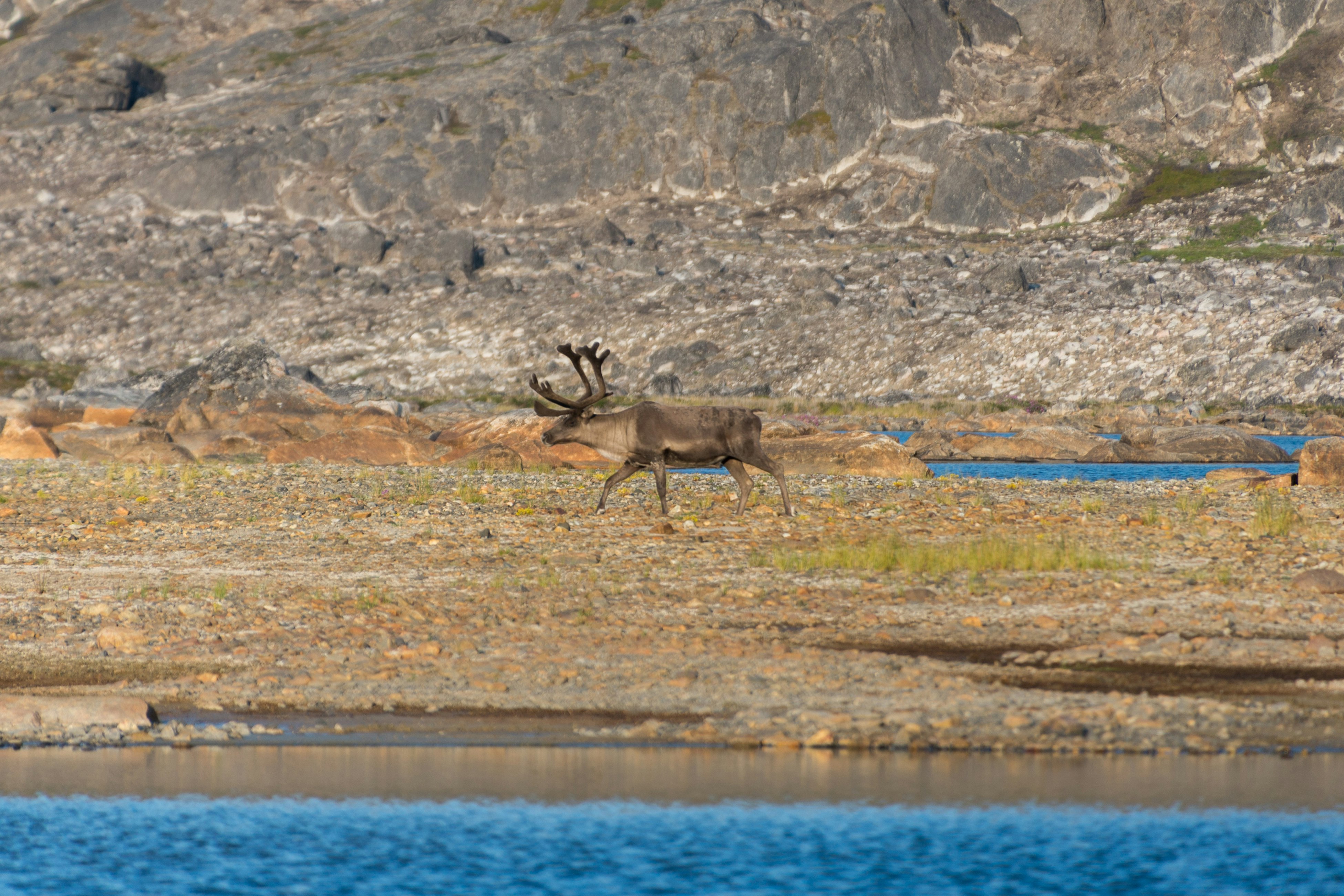 A reindeer moving through Arctic scenery with water in the foreground.
