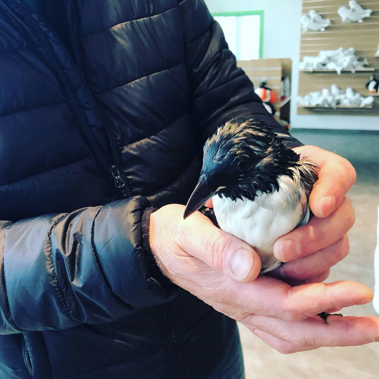 A damp, ruffled puffling fits easily in the large palms of an Icelandic fisherman in a black puffer coat. In the background are shelves full of toy beluga whales and puffins at the Sea Life Trust