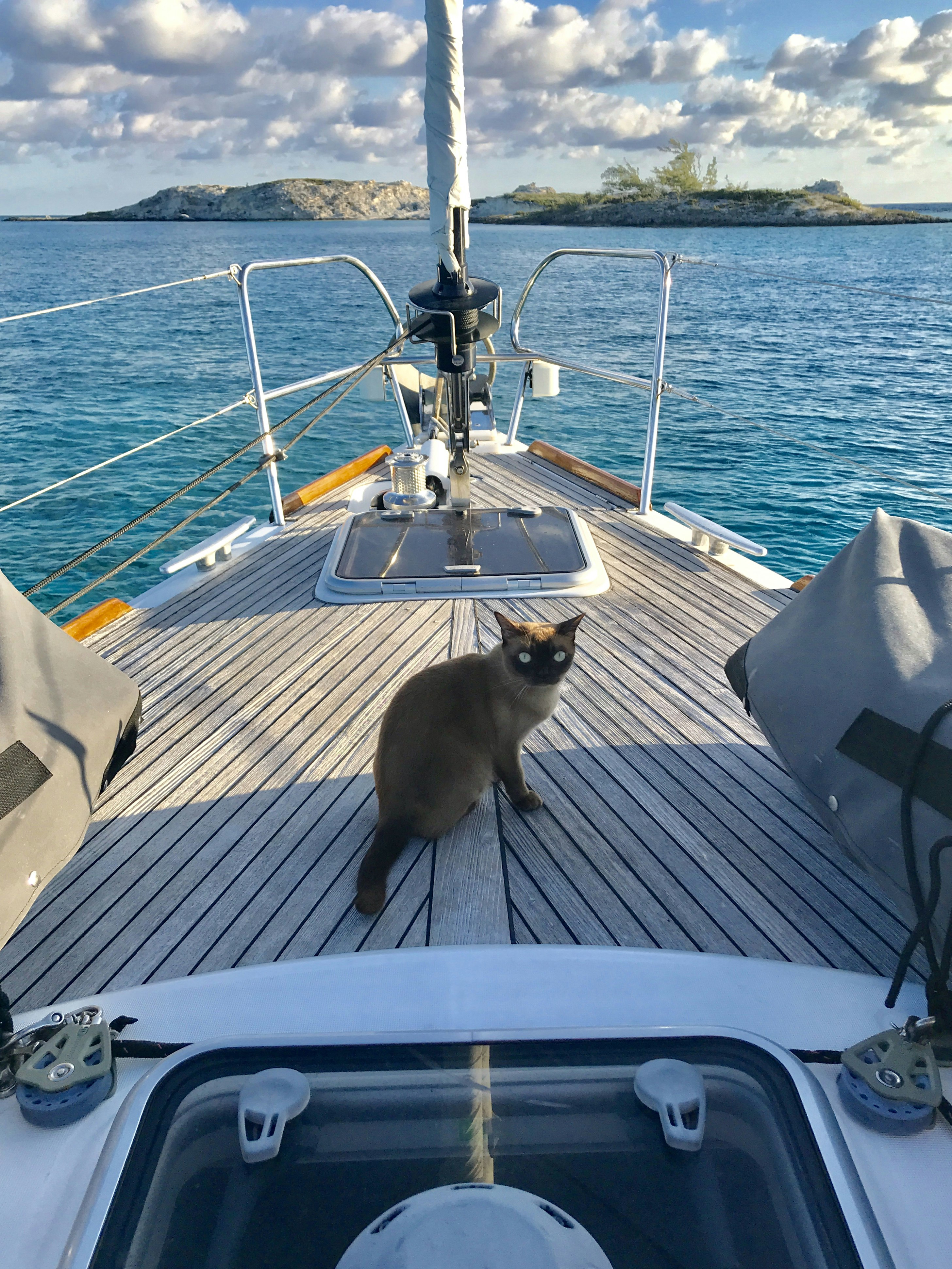 Miss Rigby the Boat Kitty