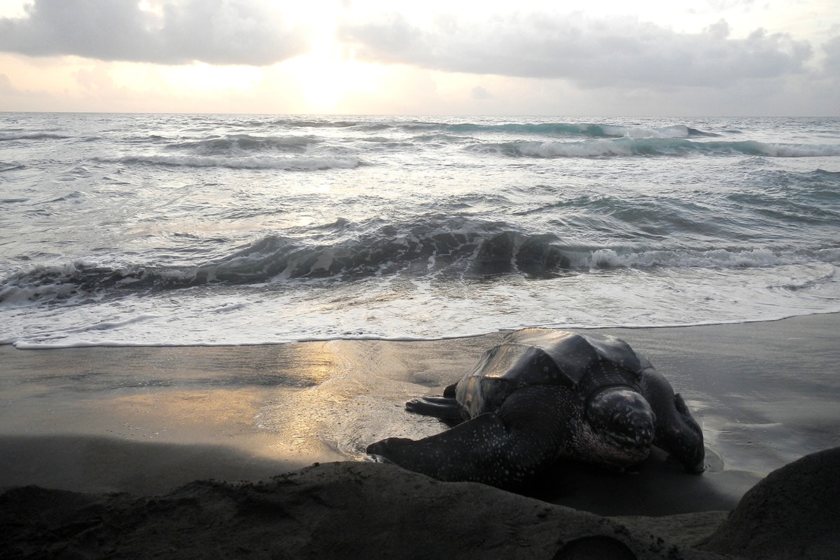 A large sea turtle makes it way onto the sand after emerging from the sea; Caribbean sea turtles