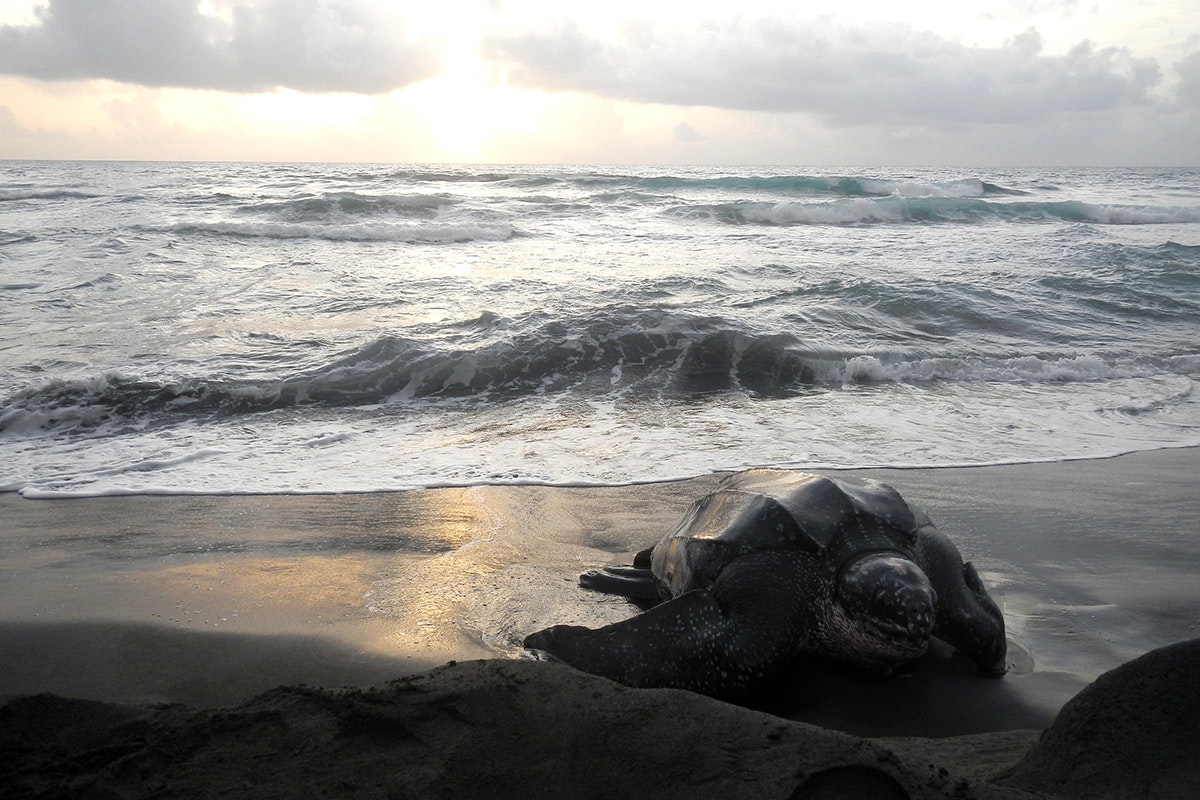 A large sea turtle makes it way onto the sand after emerging from the sea