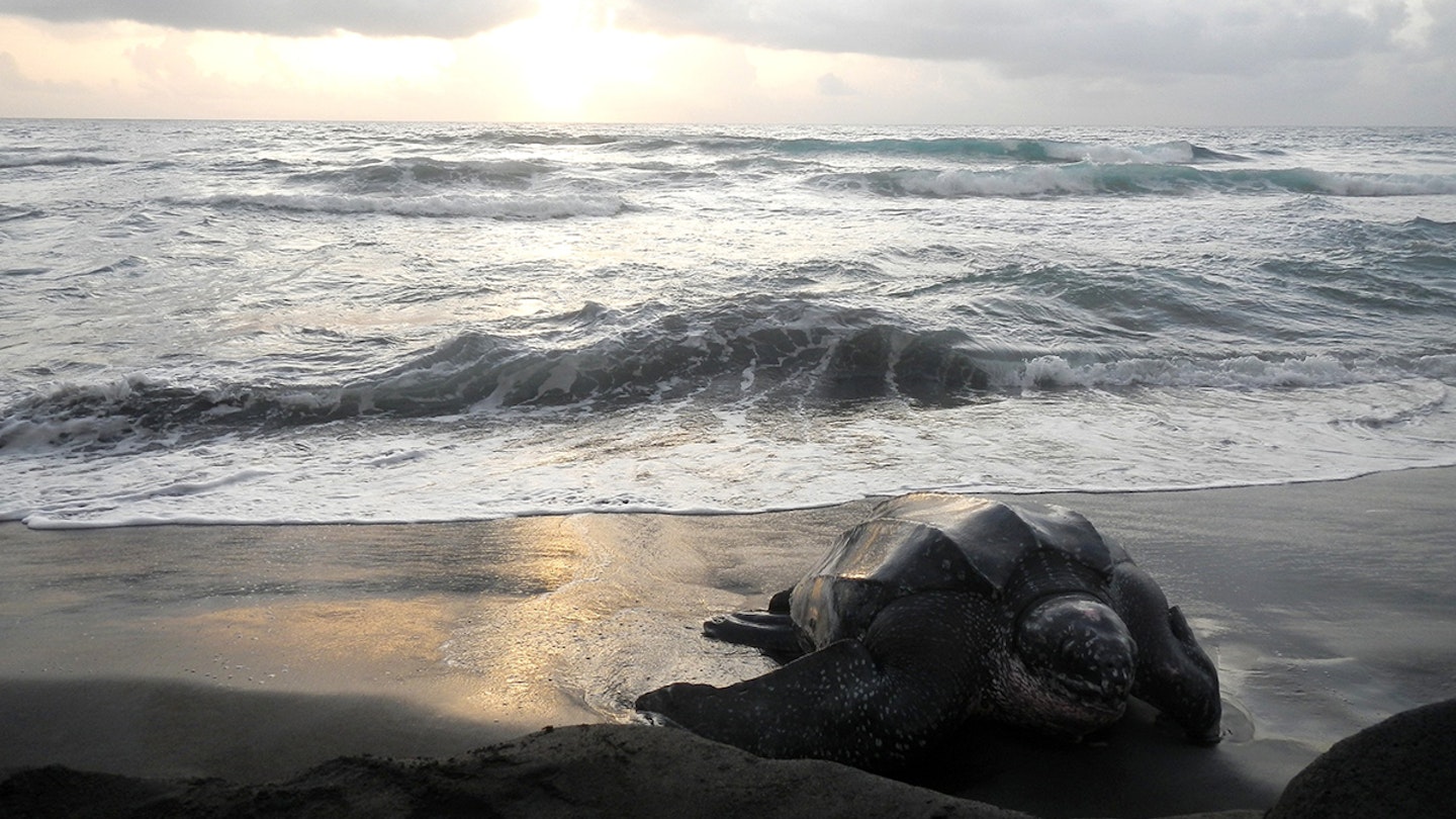 A large sea turtle makes it way onto the sand after emerging from the sea