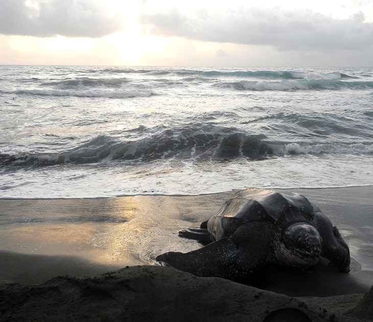 A large sea turtle makes it way onto the sand after emerging from the sea