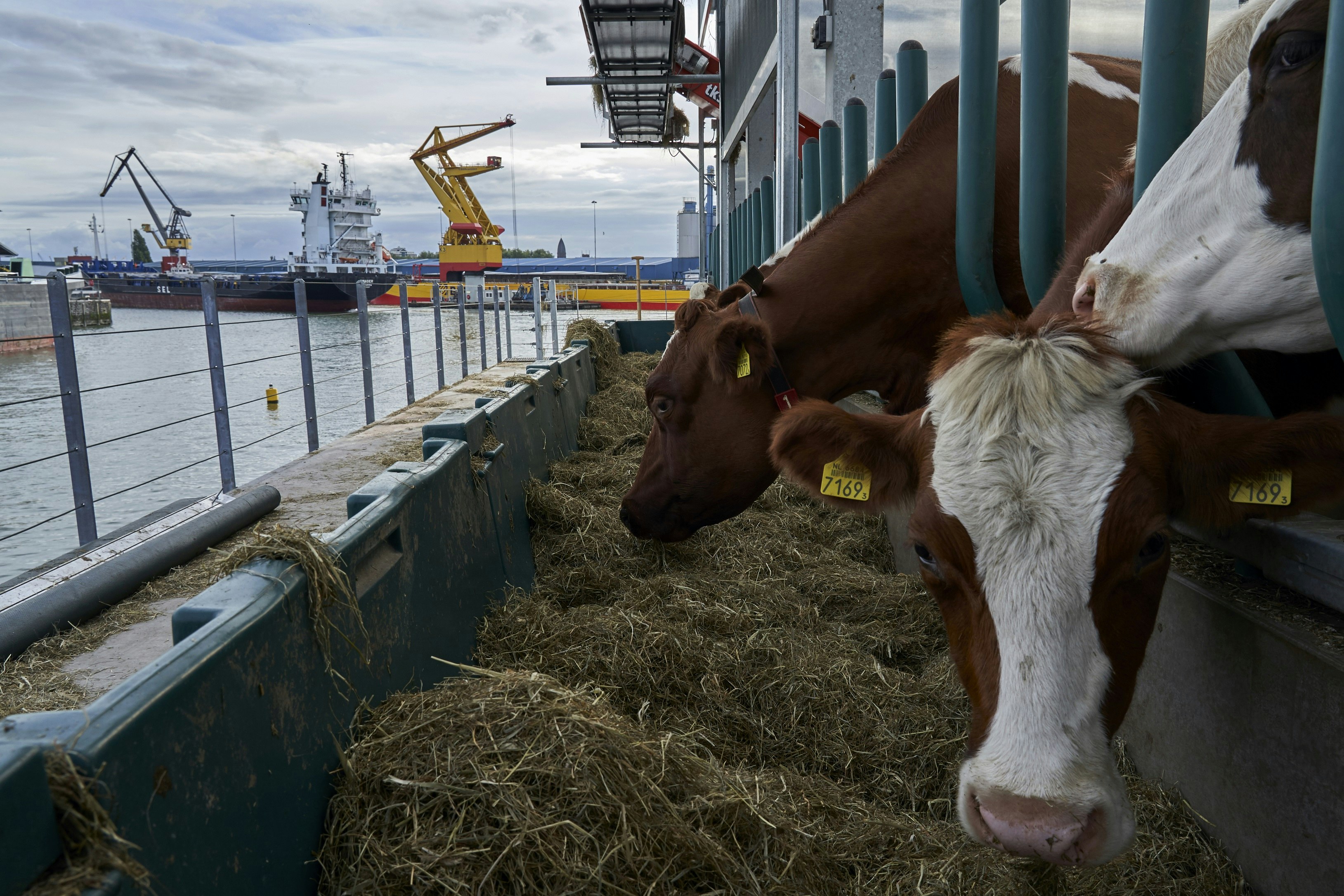 Three cows eat hay from a food trough on a floating farm in Rotterdam. In the background the harbour waters are visible, along with ships and cranes.