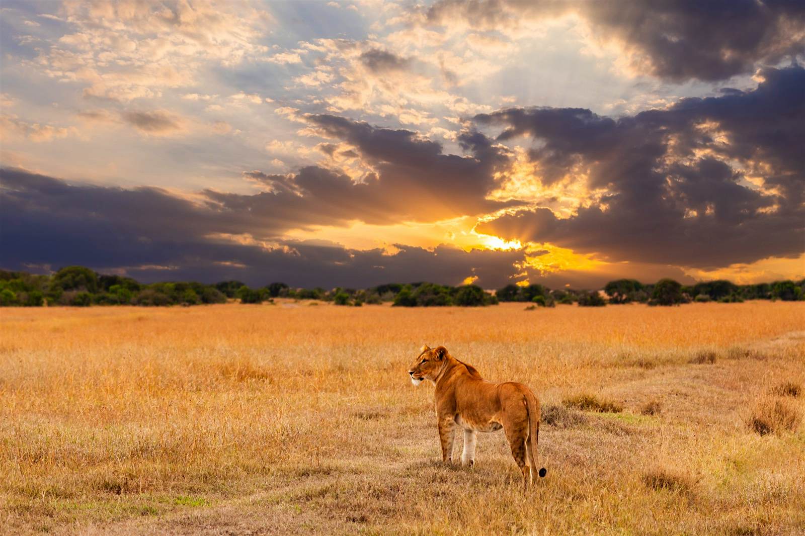 Safari webcam.jpg Lioness in the African savanna at sunset