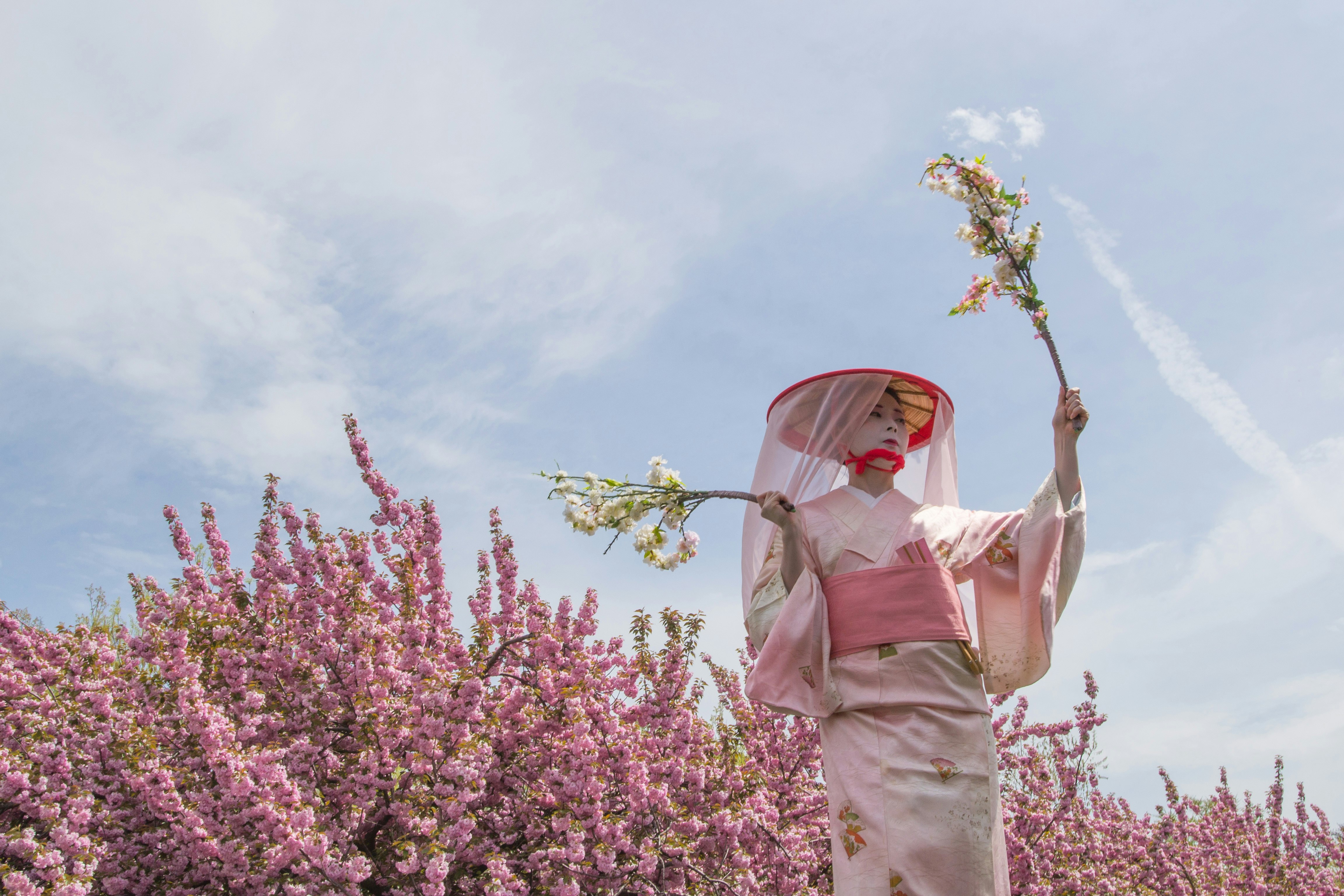 A woman in traditional Japanese dress stands in front of pink cherry blossoms