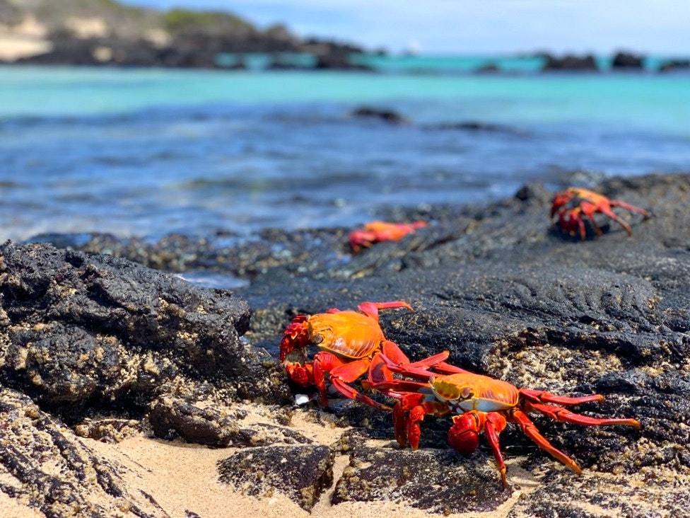 Sally Lightfoot Crabs - Galapagos Islands.jpg