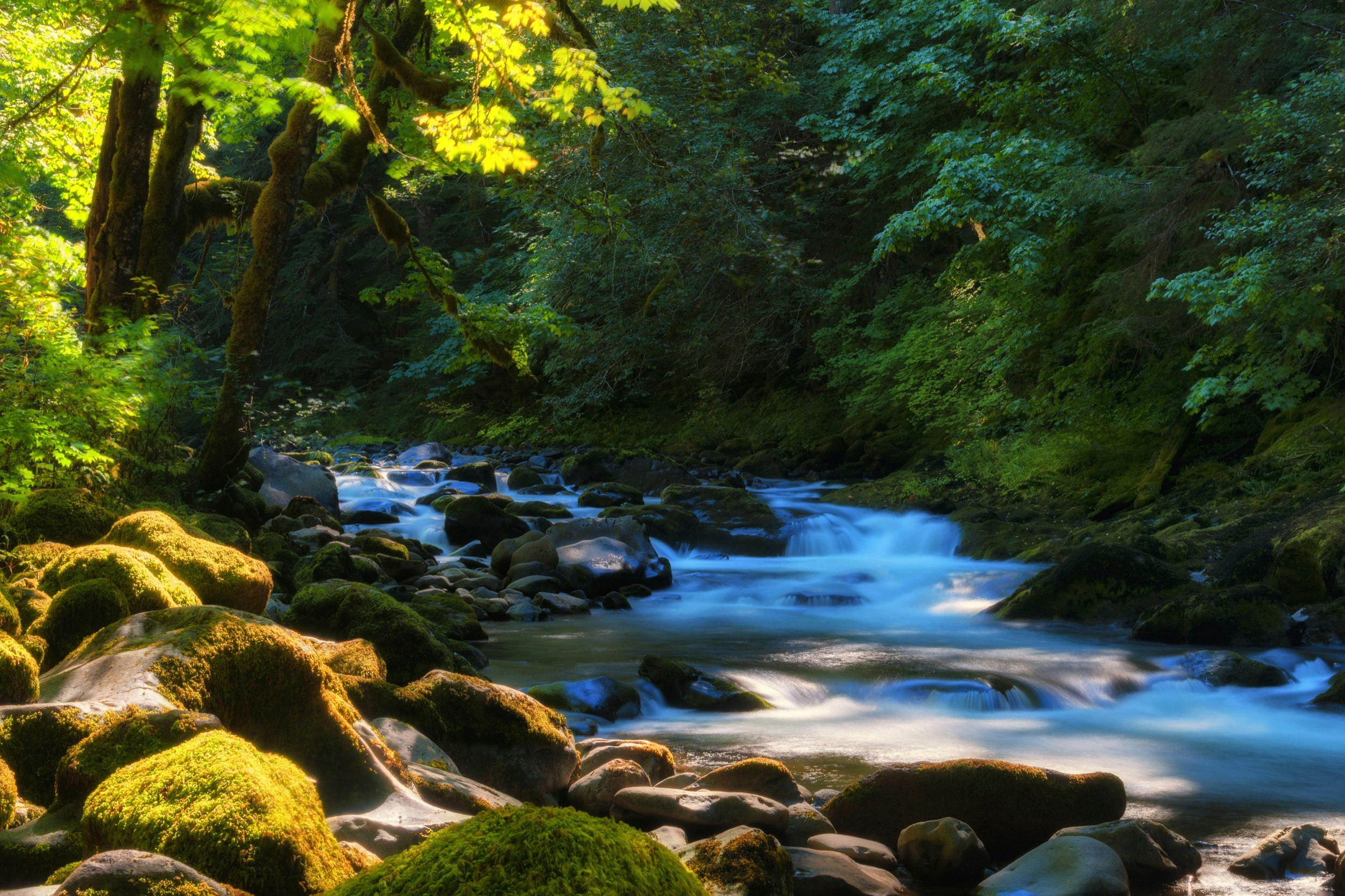 A river tumbles over boulders that fill the riverbed surrounded by a thick forest in Oregon
