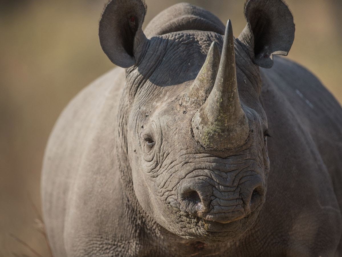 The world's last remaining northern white rhinos can be seen at Kenya's Sanctuary Tambarare