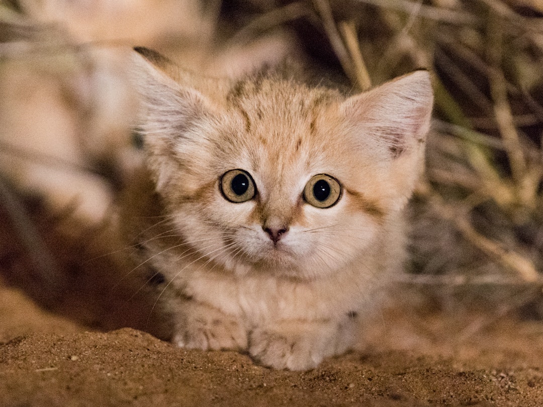 Estimated to be six to eight weeks old, these wild sand cat kittens were photographed in their African range – the Moroccan Sahara – for the first time by researchers in 2017. Finding sand cats in their natural range (northern Africa, across the Middle East, and southwest and central Asia) is difficult. 