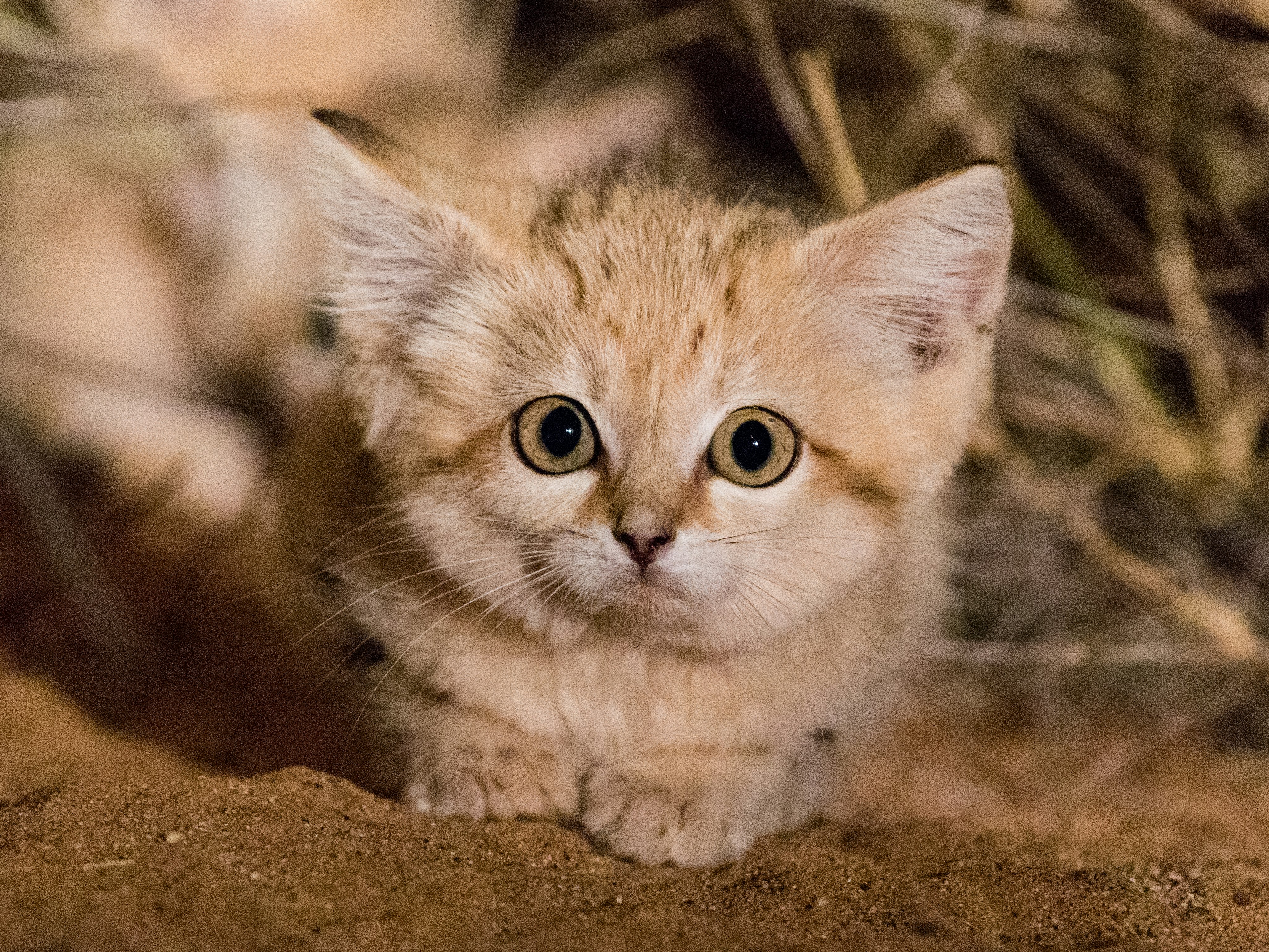 Барханная кошка (Песчаная кошка)