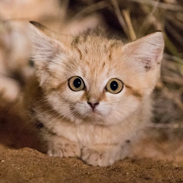 Estimated to be six to eight weeks old, these wild sand cat kittens were photographed in their African range – the Moroccan Sahara – for the first time by researchers in 2017. Finding sand cats in their natural range (northern Africa, across the Middle East, and southwest and central Asia) is difficult.