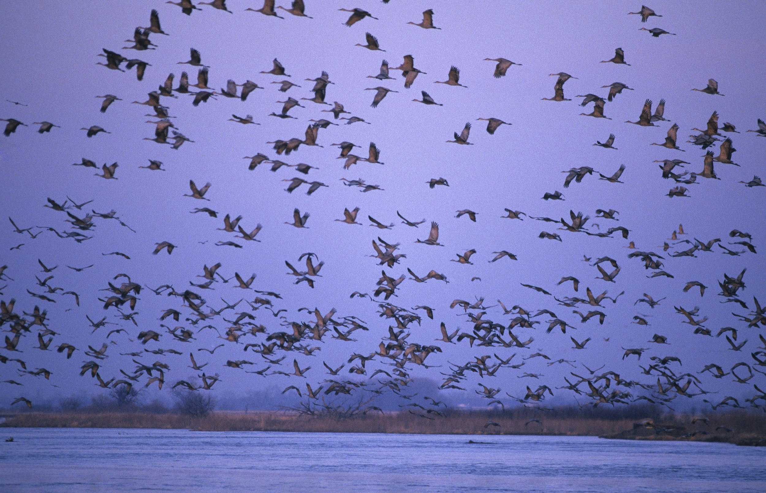 A large flock of sandhill cranes rises from a lake in Nebraska
