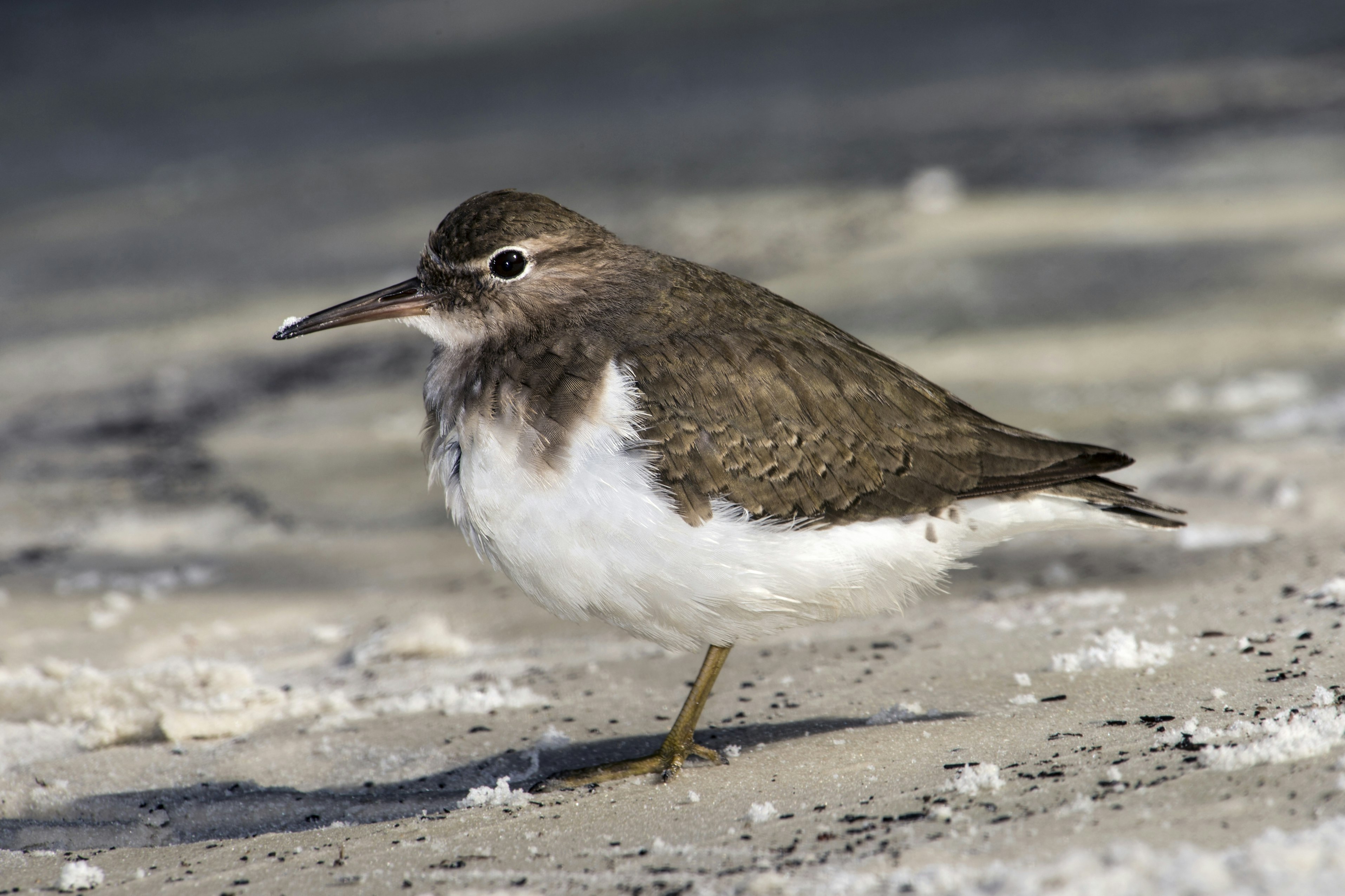 Spotted Sandpiper in winter plumage on the beach at Honeymoon Island State Park, St. Petersburg, Florida