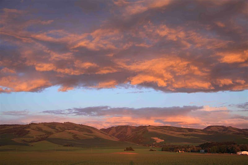 Sasquatch_in_PNW-Walla_Walla.jpeg A lovely pink sunset over farmland and green rolling hills in Washington