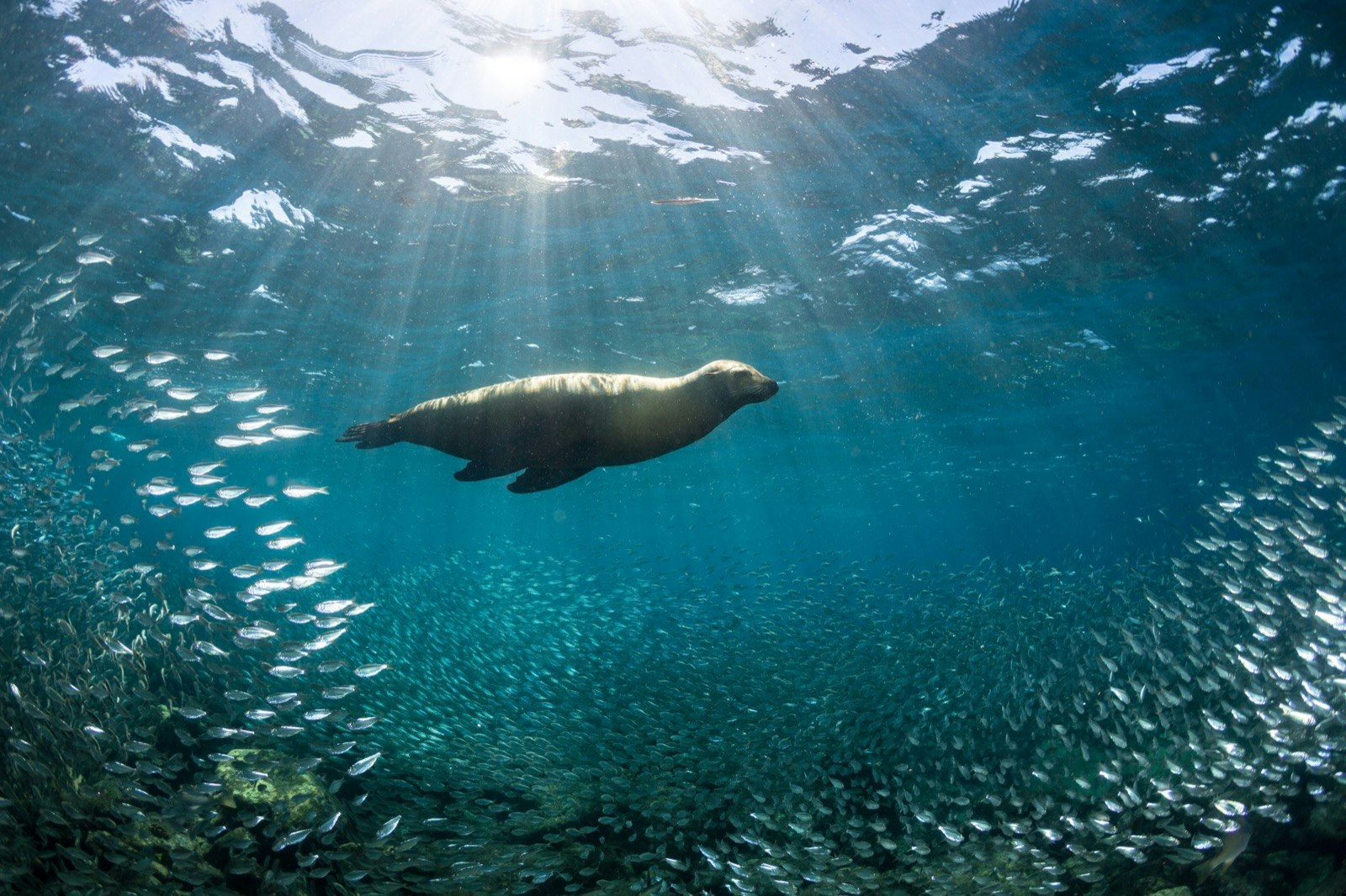 A sea lion swims among a school of fish 