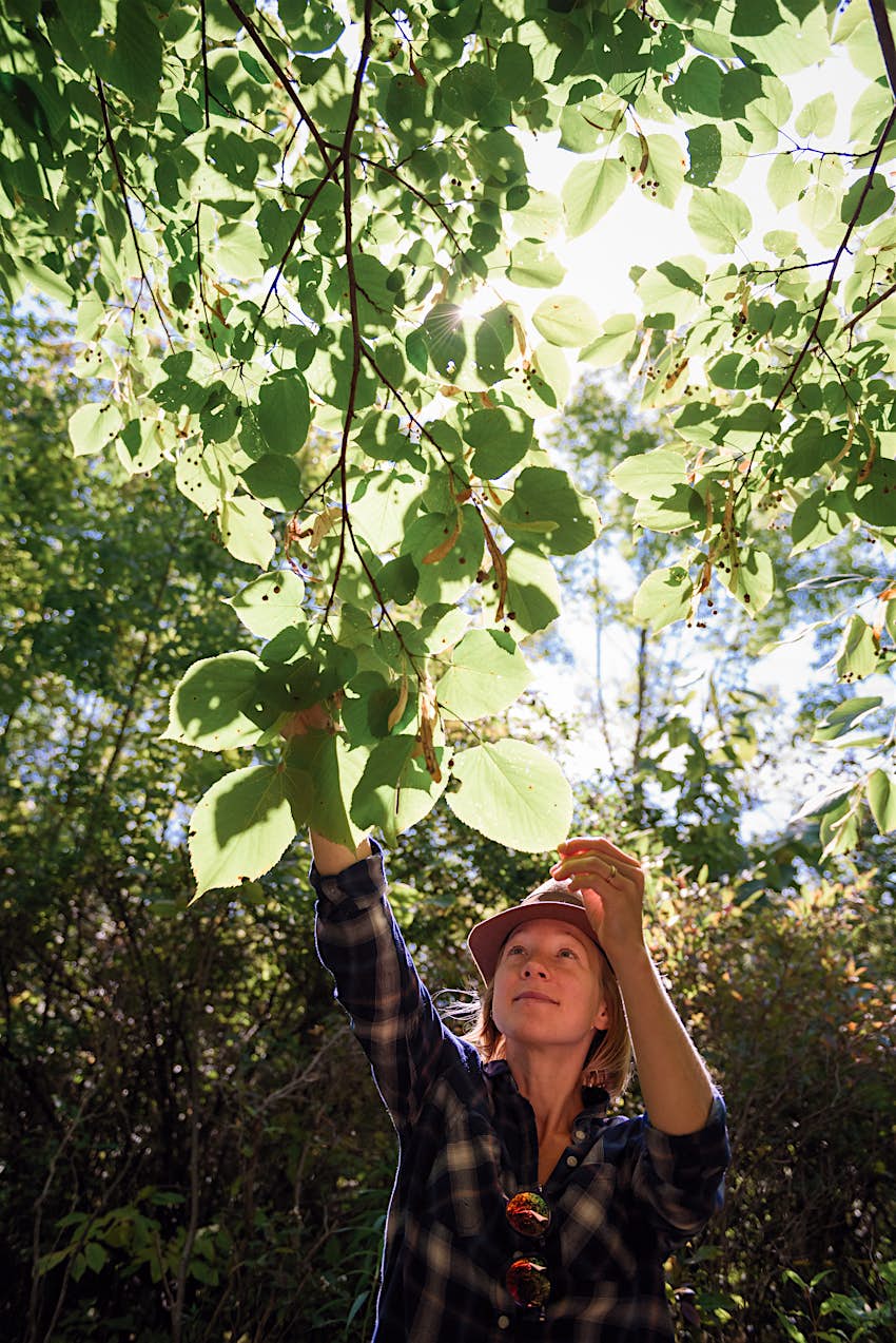 A woman wearing a plaid shirt and sunhat reaches to pull the branch of a tree, revealing berries backlit by the sun