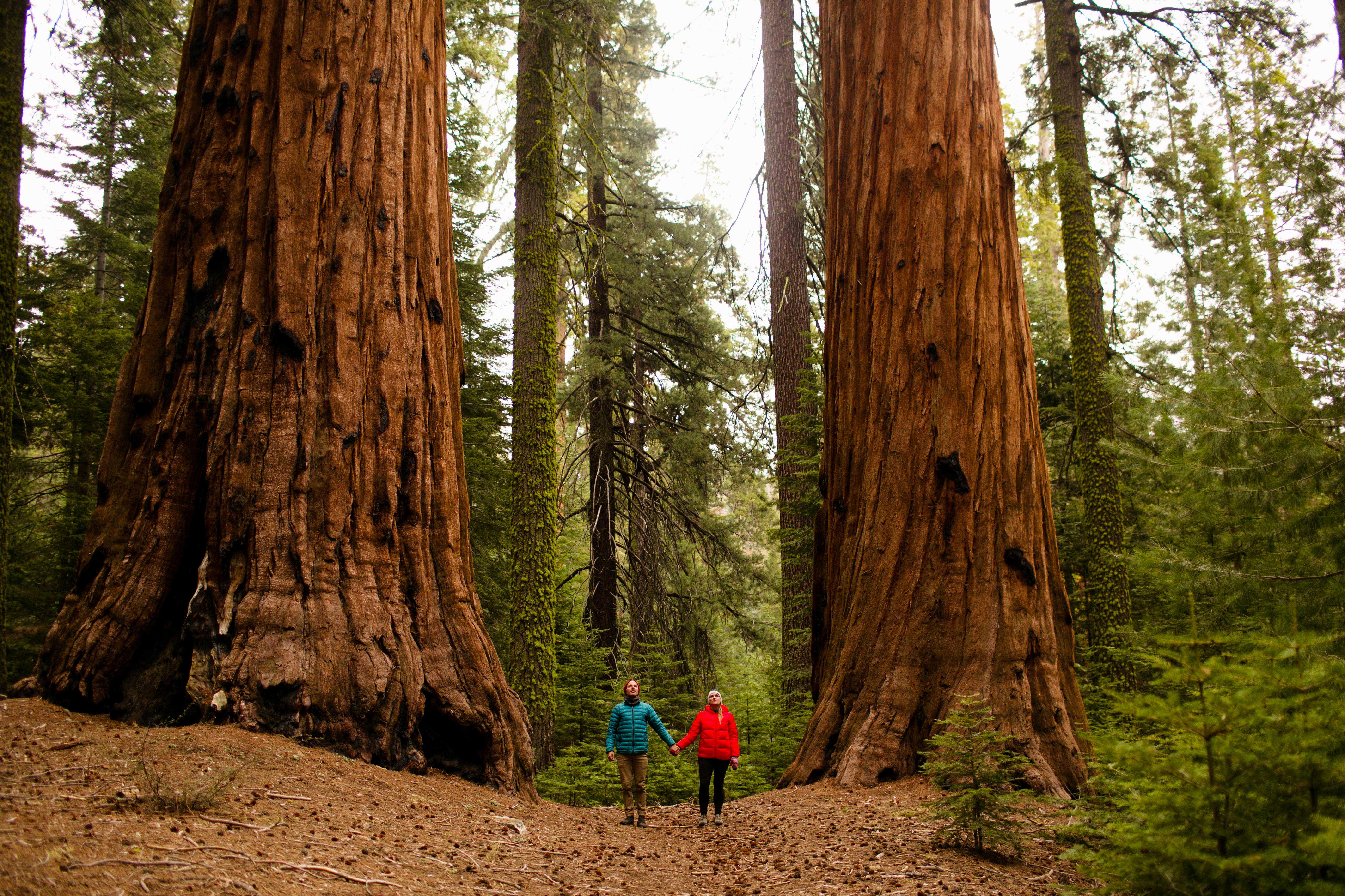 Parque Nacional Da Sequoia