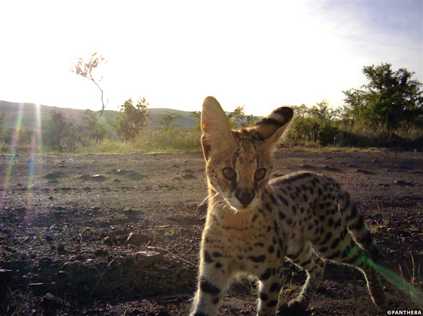 A southern African serval - one of the small cat species of Africa.  Servals are built for height rather than speed.  The elongated bones and enlarged ears help this feral cat specialize in catching small prey, usually by pouncing on them.