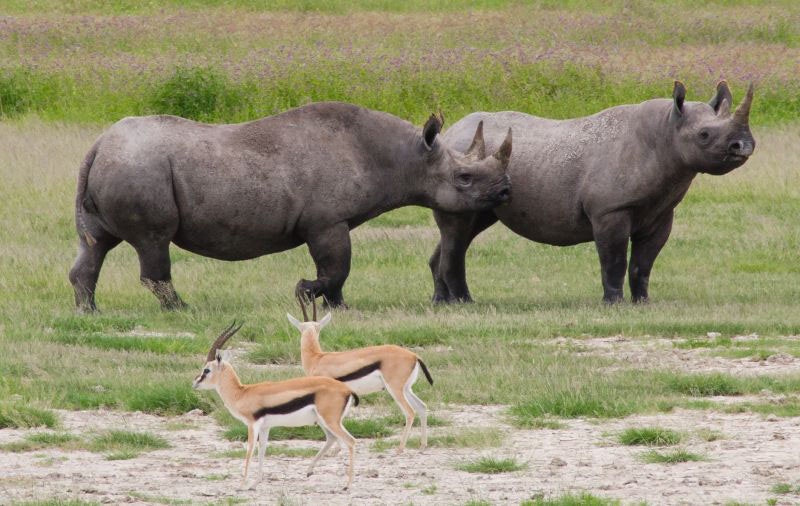 Rare black rhinos translocated to Malawi national park