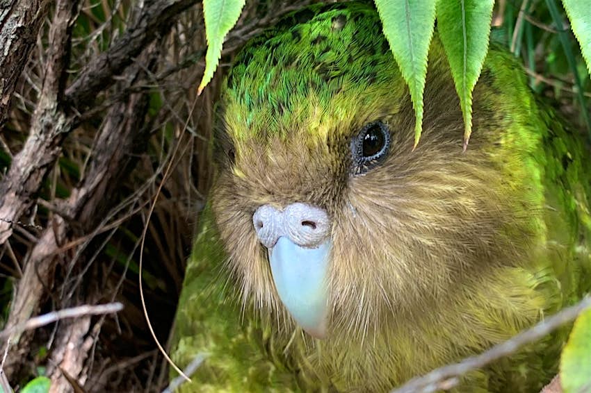You need to see New Zealand's amazing native kākāpō parrot dancing - Lonely Planet