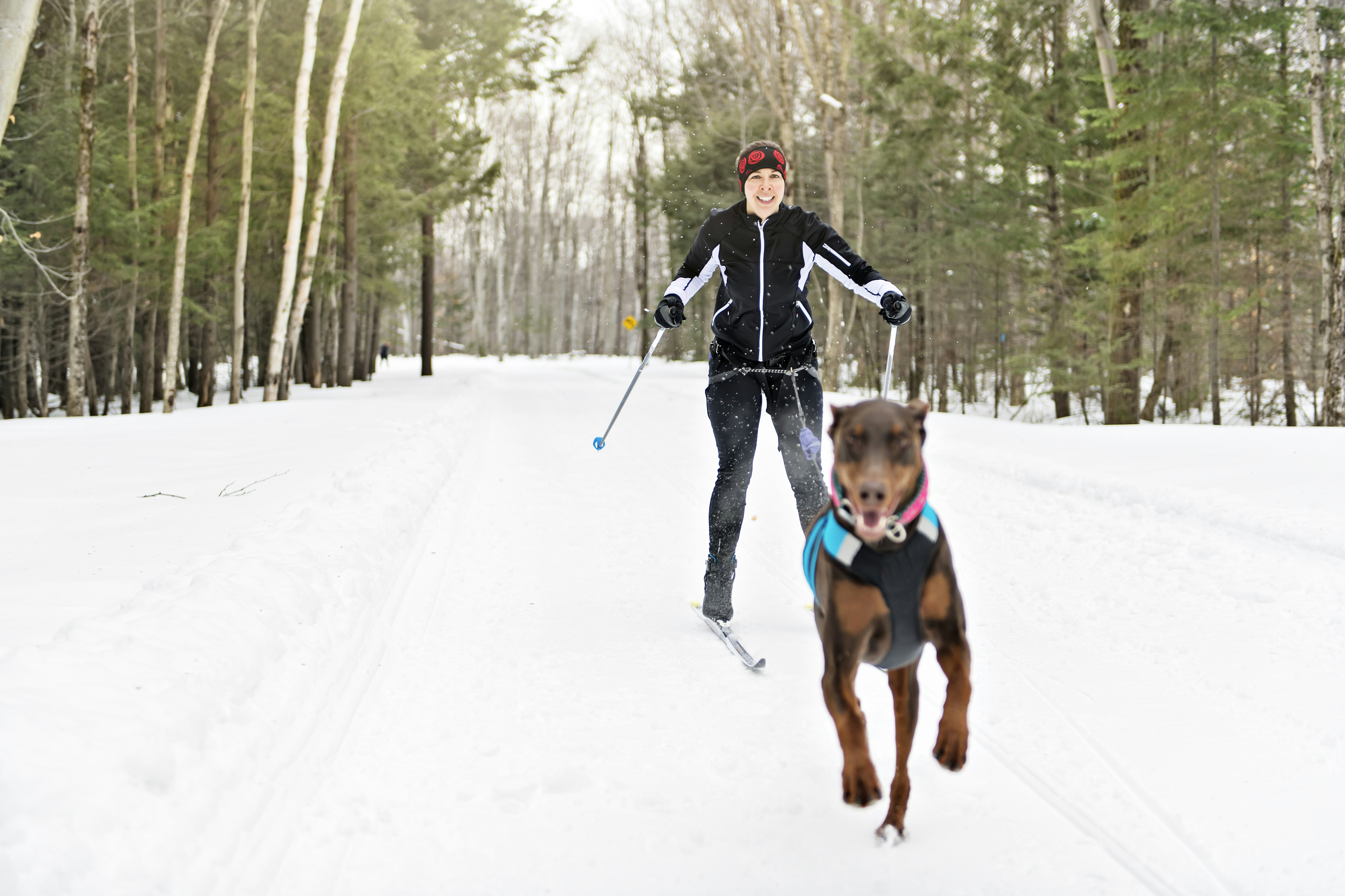 A woman on skis is attached to a small dog as it leads the way as she cross-country skies in a snow-covered forest. 