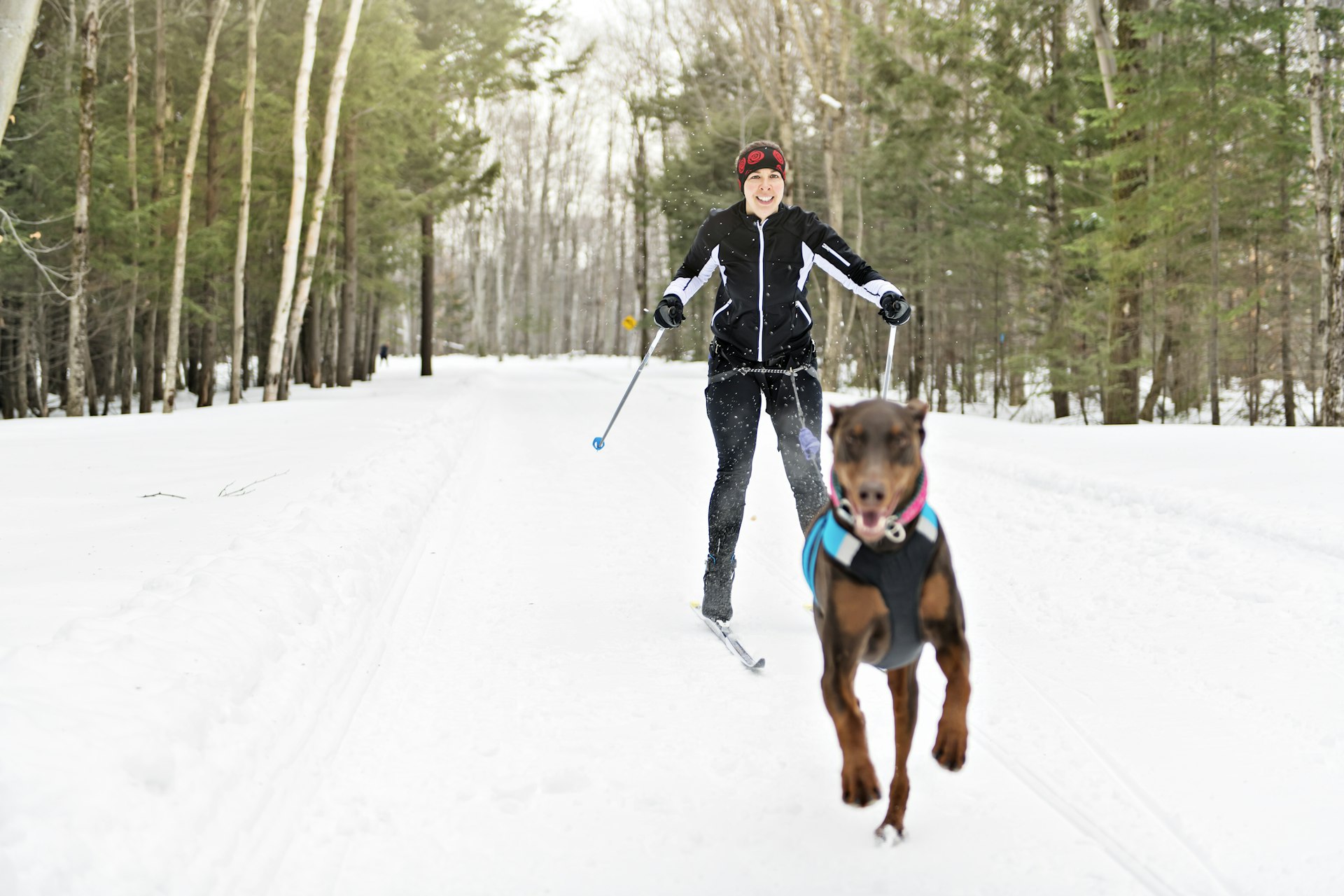 A woman on skis is attached to a small dog as it leads the way as she cross-country skies in a snow-covered forest. 