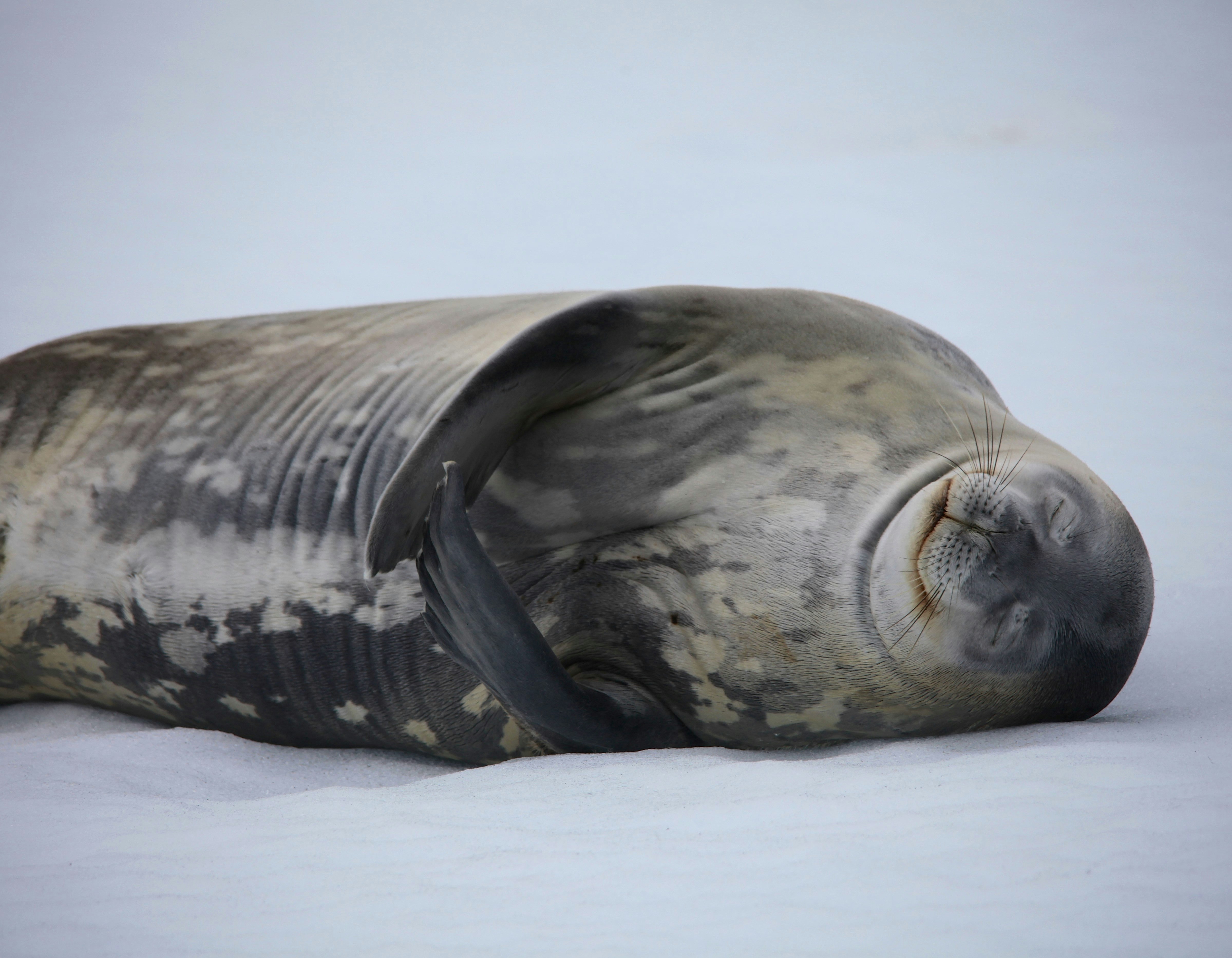 A large seal sleeps happily on its back in the snow.