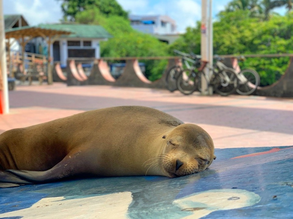 A sea lion pup sleeps soundly in the centre of the city
